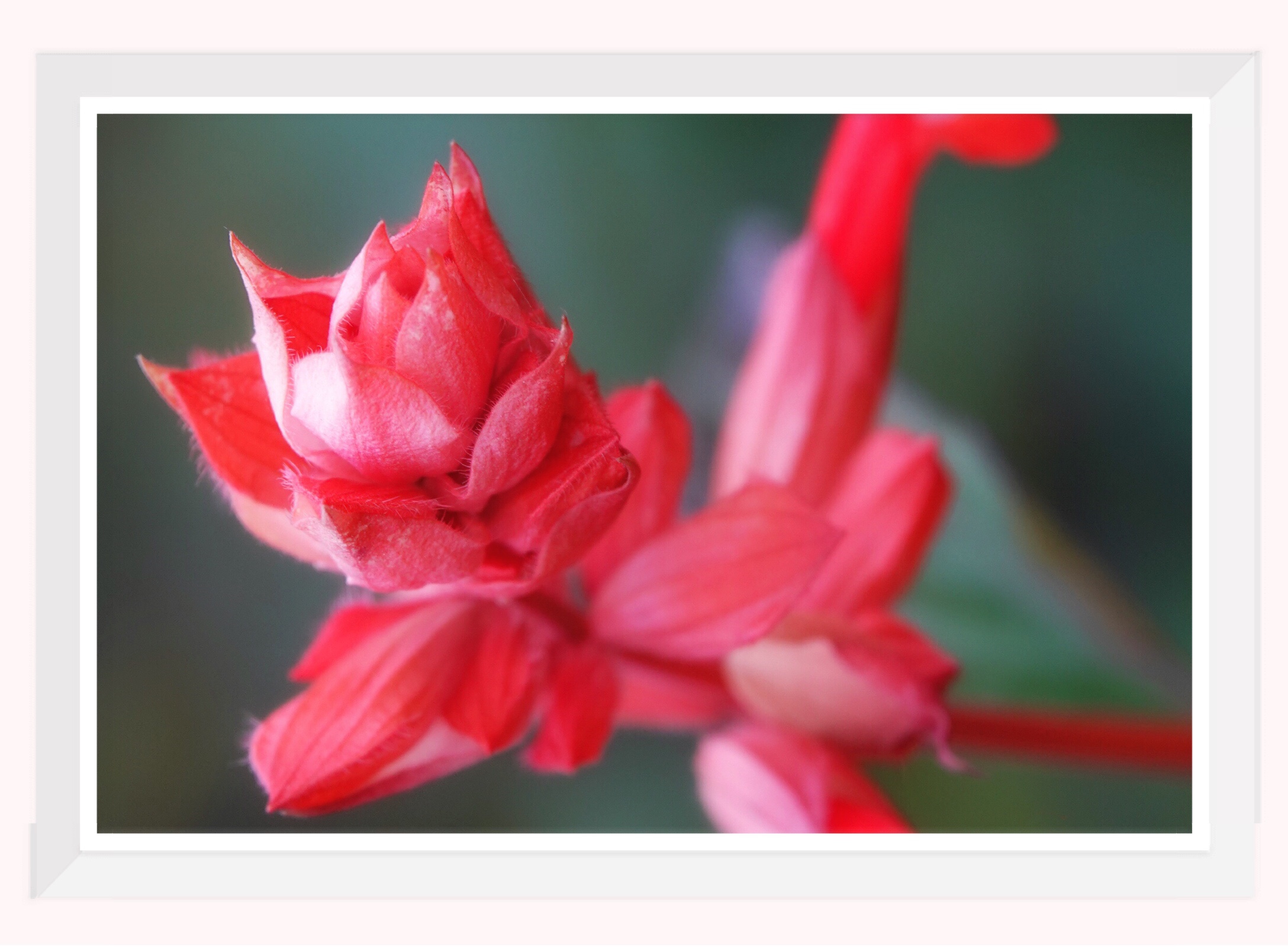 首發串紅花開紅似火