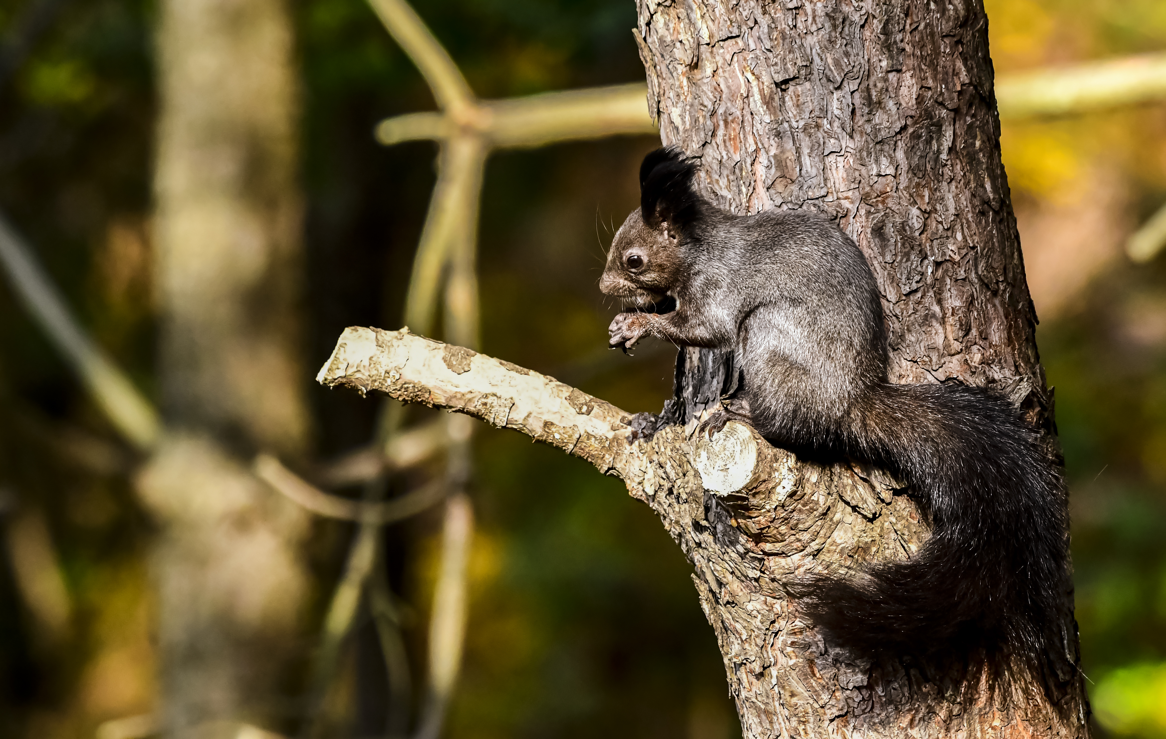 林中的黑精灵魔王松鼠