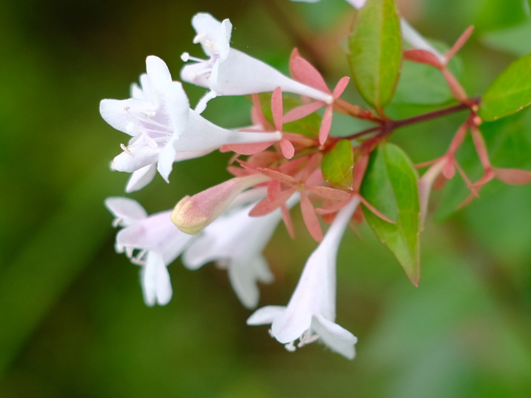 不熟知的大花六道木