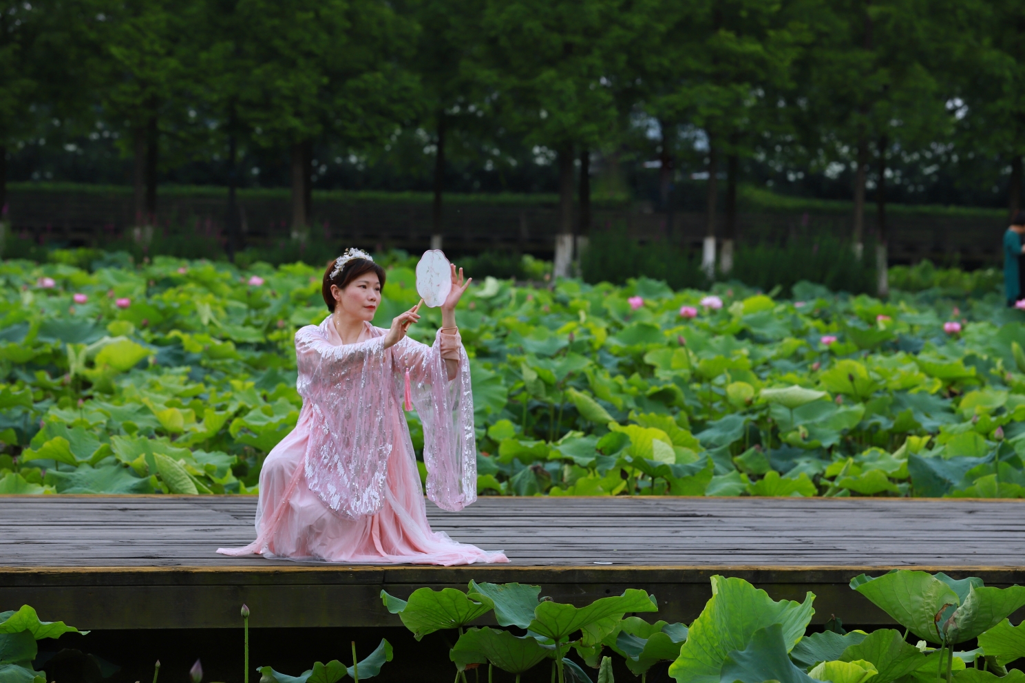 荷花静静而开给六月的初夏带来一池陌香