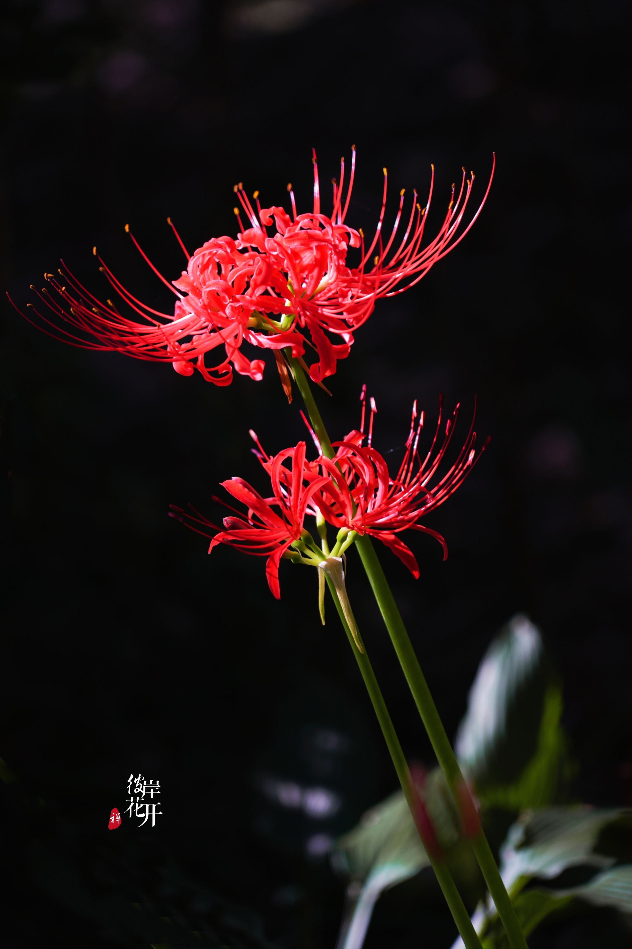 红尘有爱彼岸花开