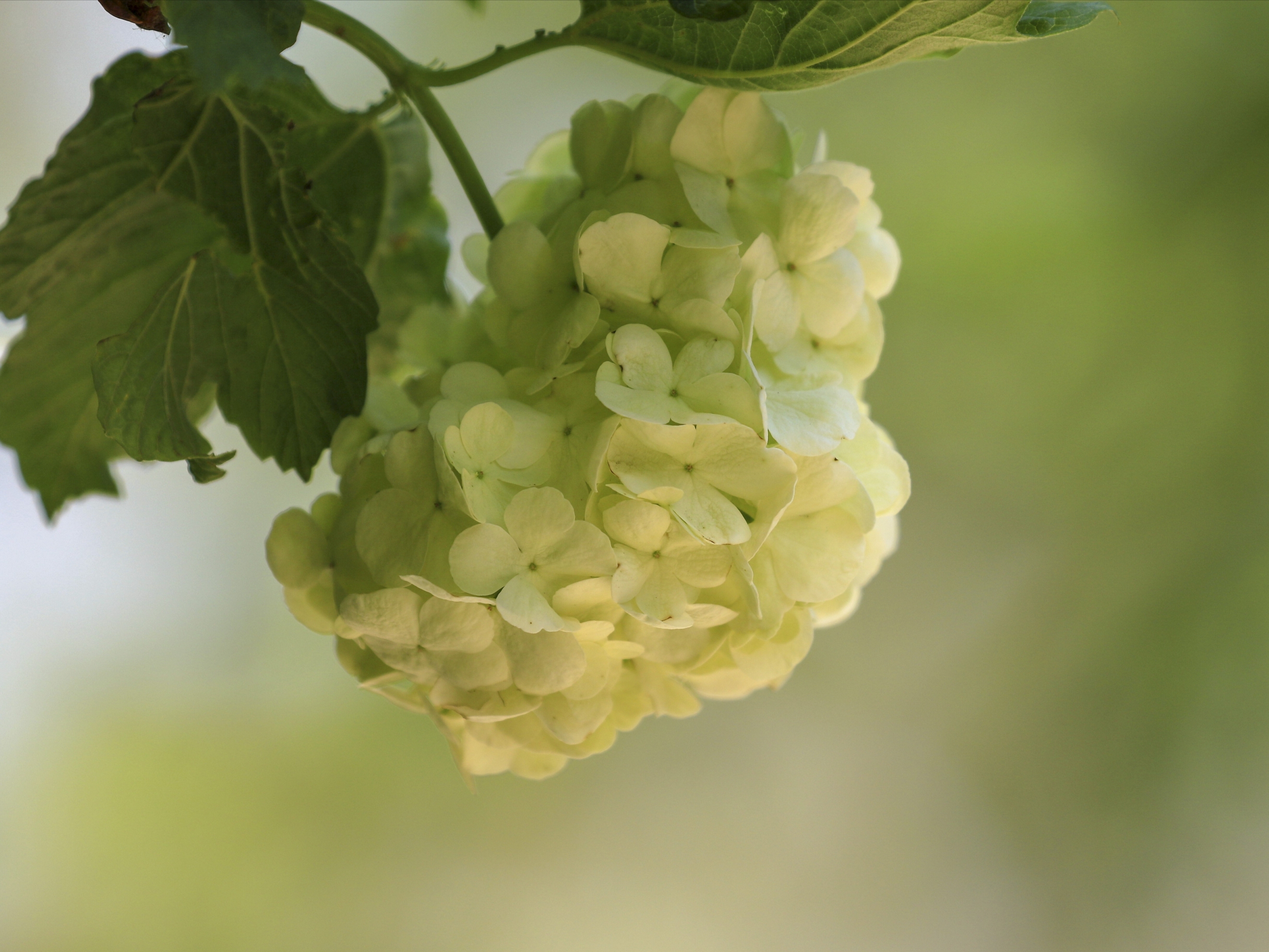 粉团荚蒾vv首发