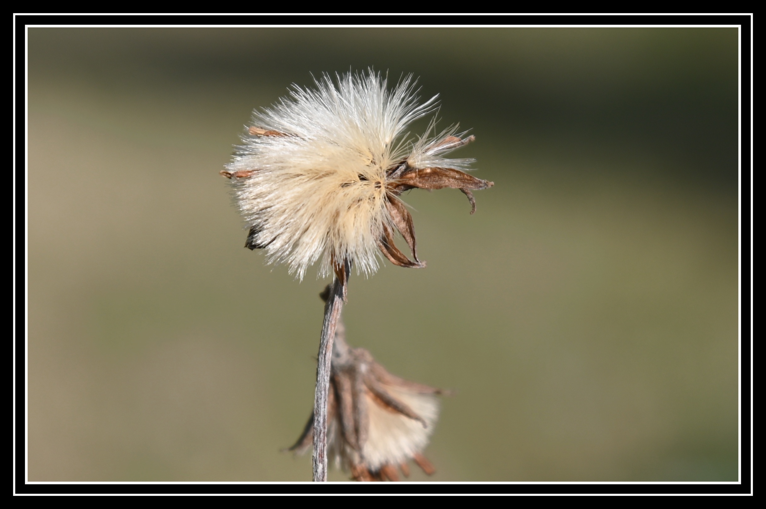 过冬的大吴风草首发