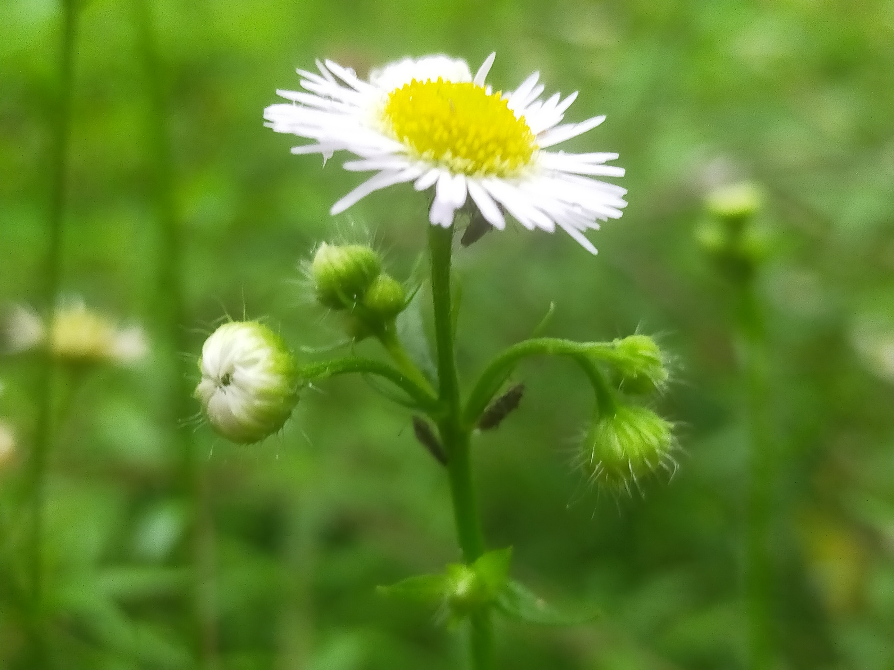 素雅之花飞蓬【ⅤⅤ首发】