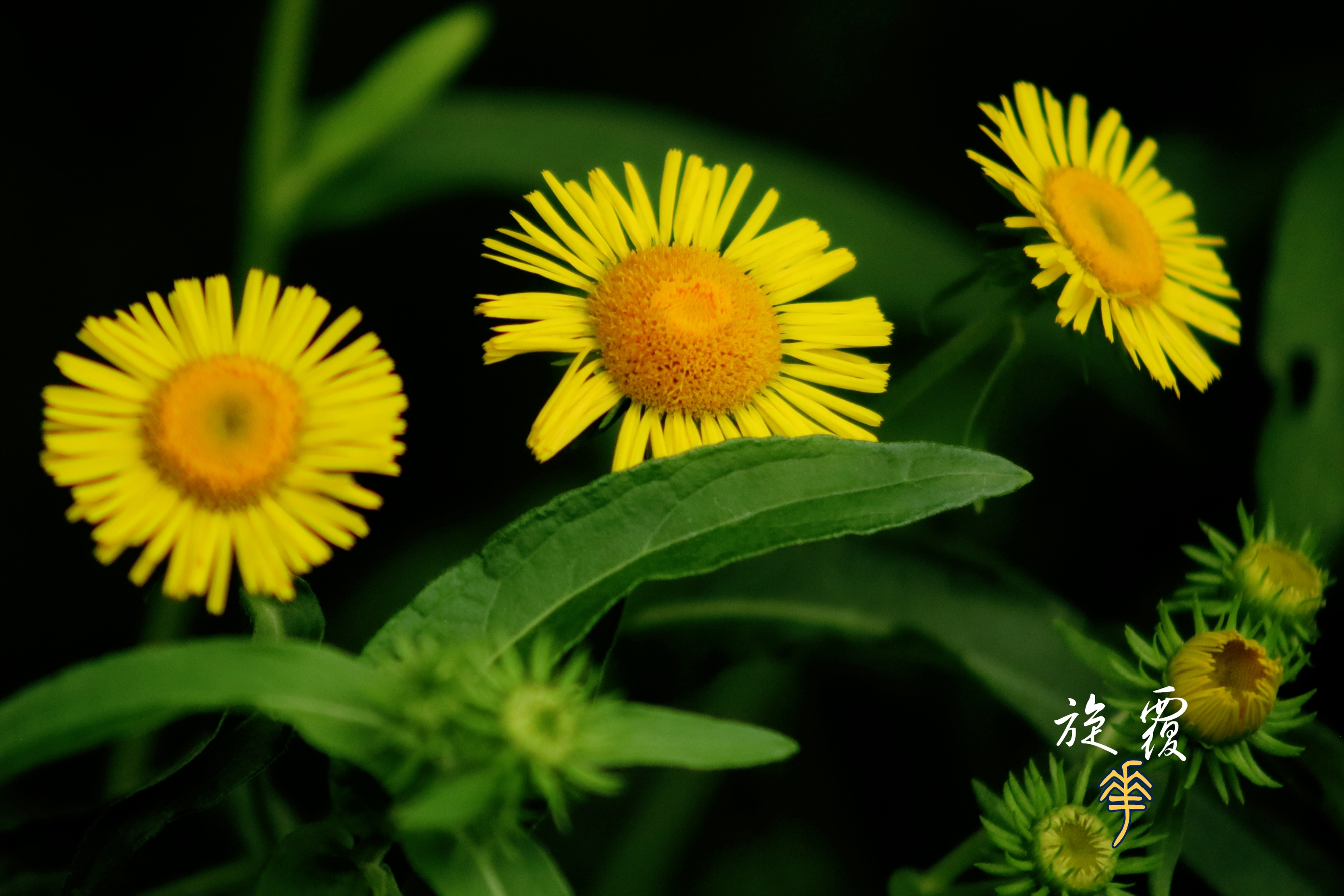 美丽的欧亚旋覆花