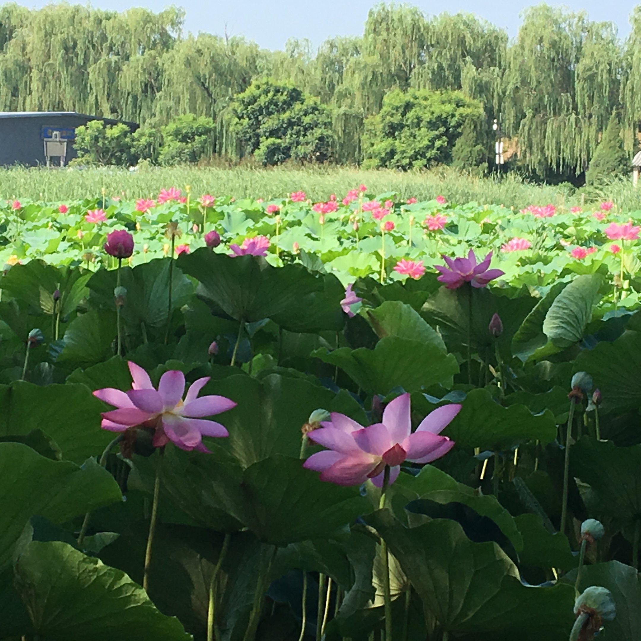 圓明園的荷花綻放啦