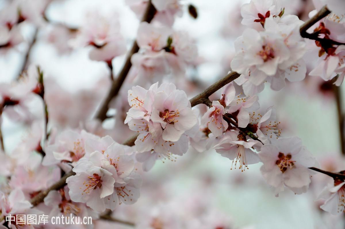 我和媽媽去常樂公園玩,我們走啊走啊,未進門就聞到了一股桃花的香味