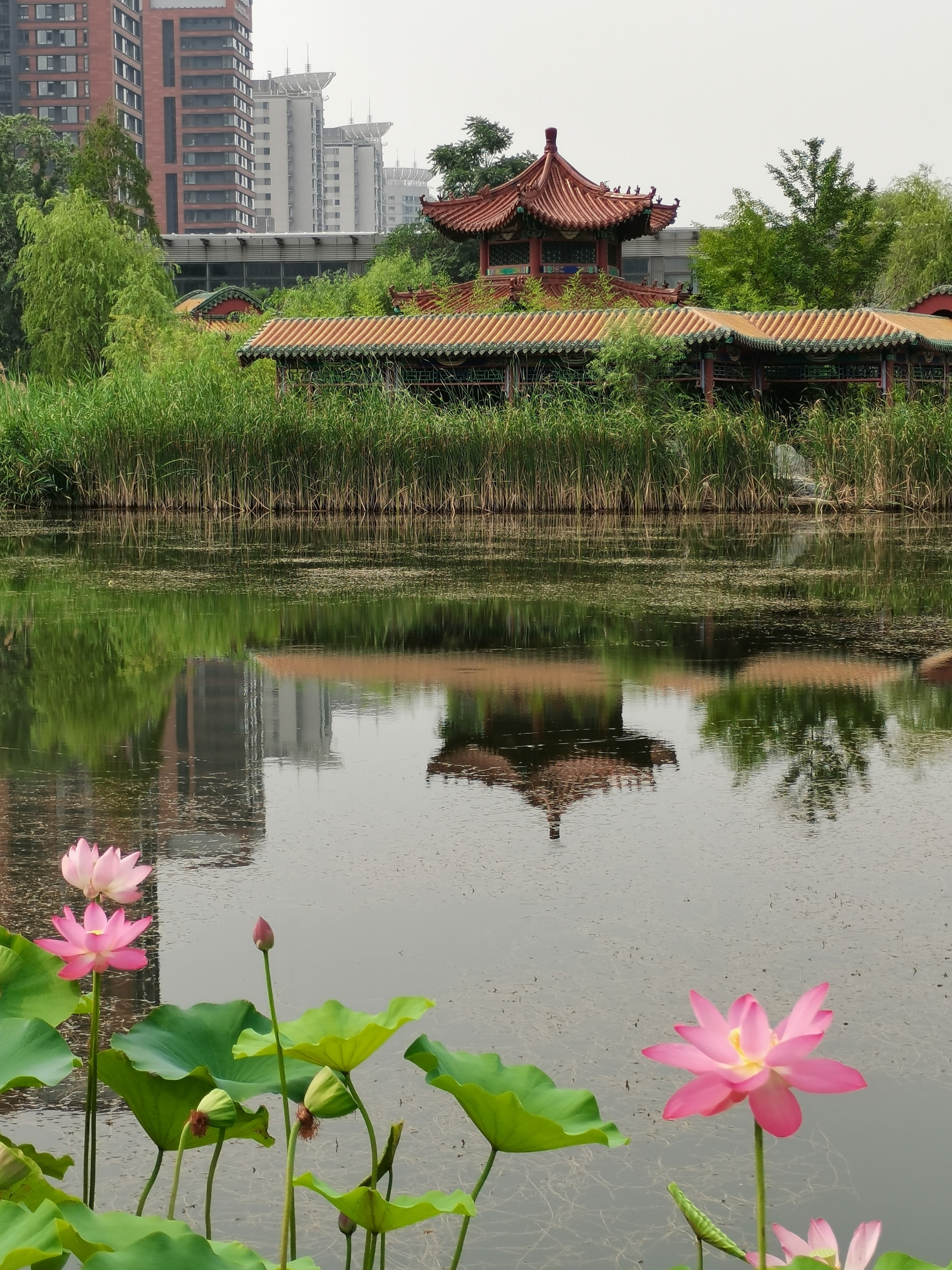 小荷翻"的荷塘胜景,荷花尽情的在这里展示着,碧水蓝天新荷的醉美光影