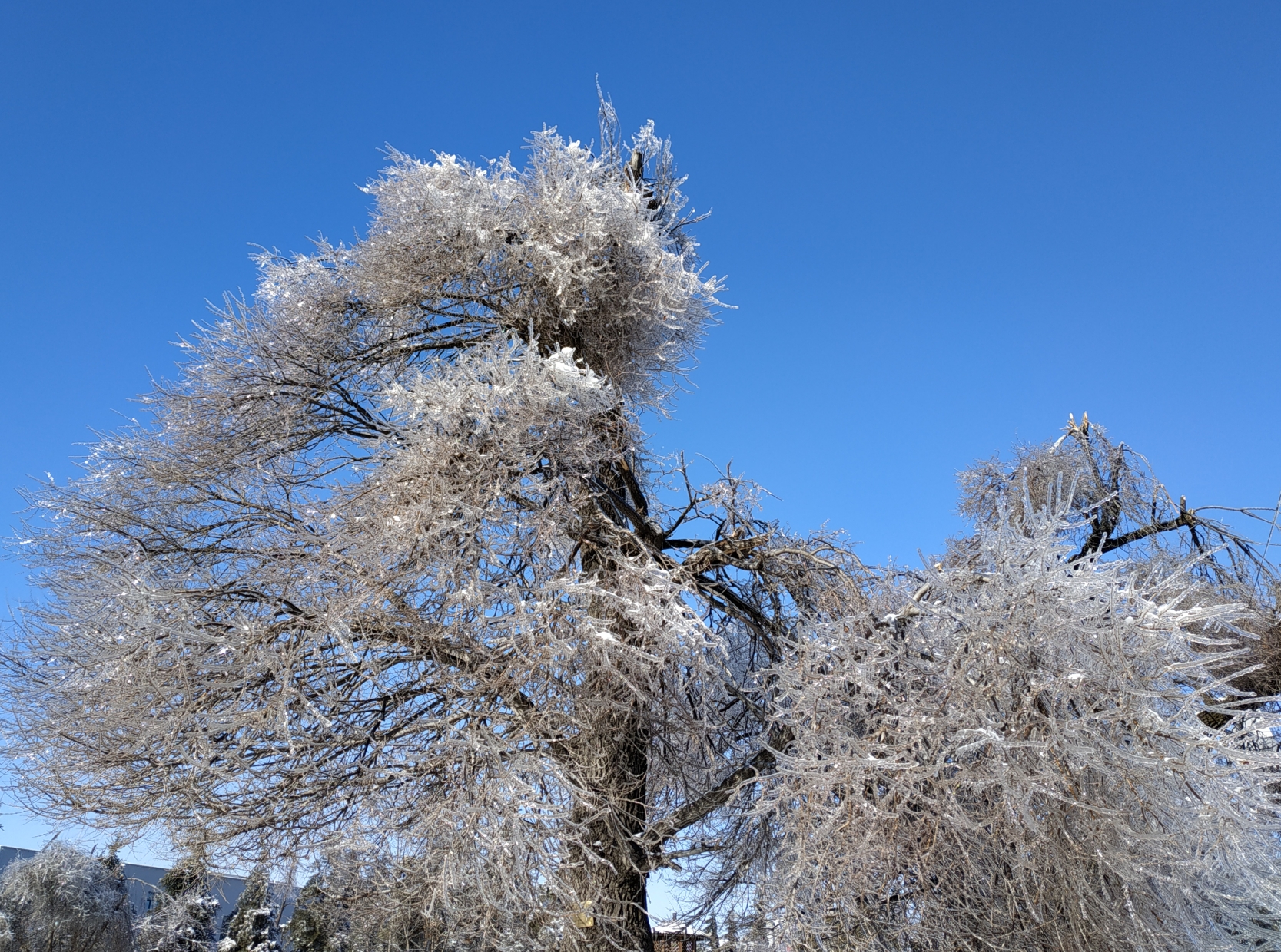 雪乡雾凇冰松图片图片