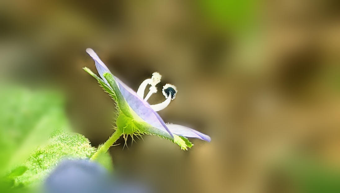 阿拉伯婆婆纳的传说