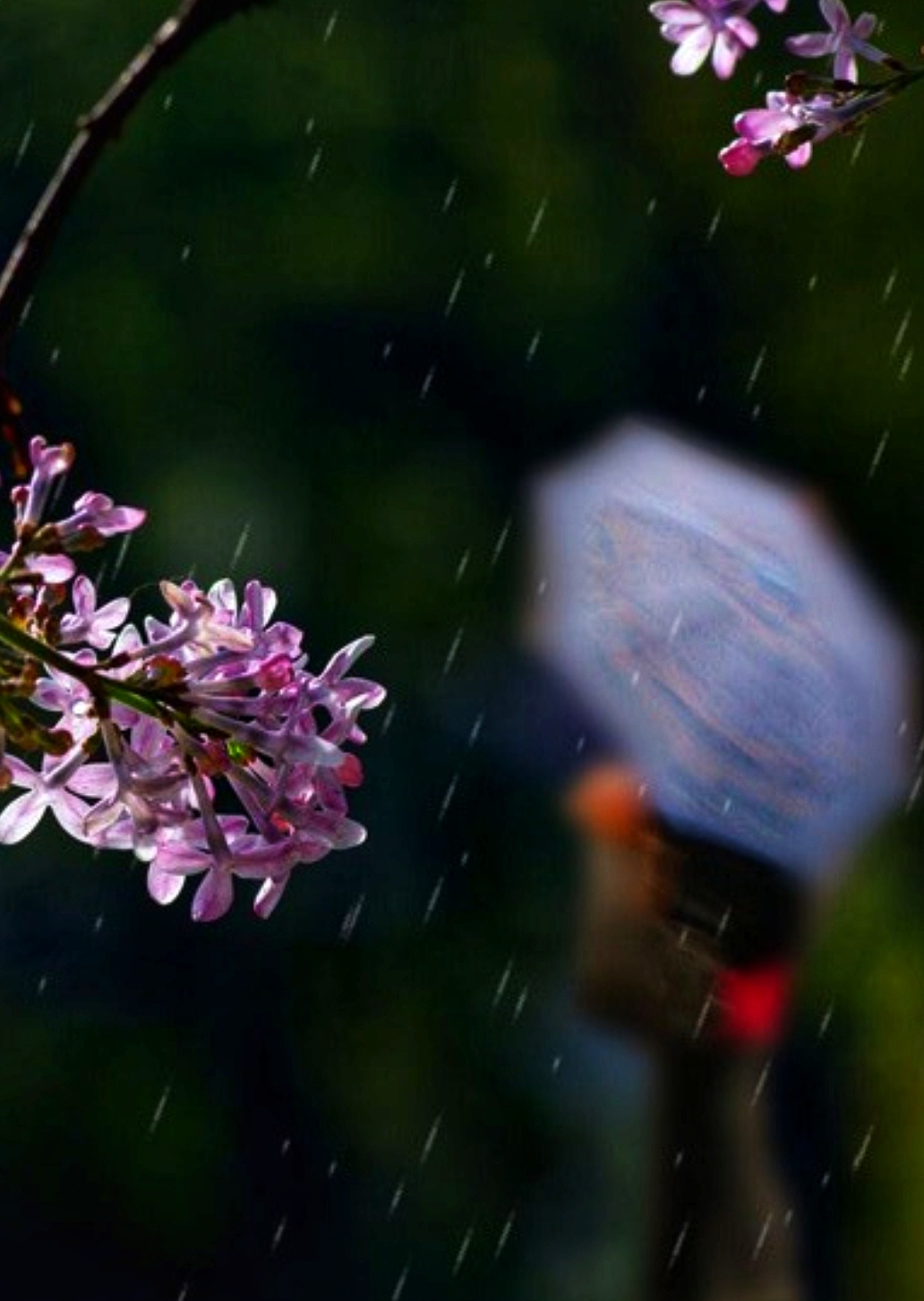 首发丁香花飘落的雨巷诵读银河飘月