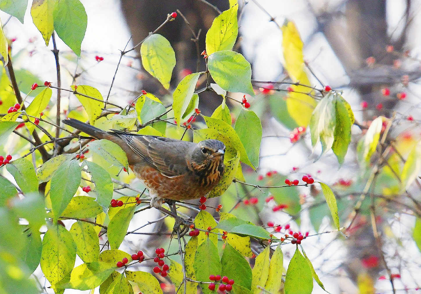 鸟的趣事一红尾鸫