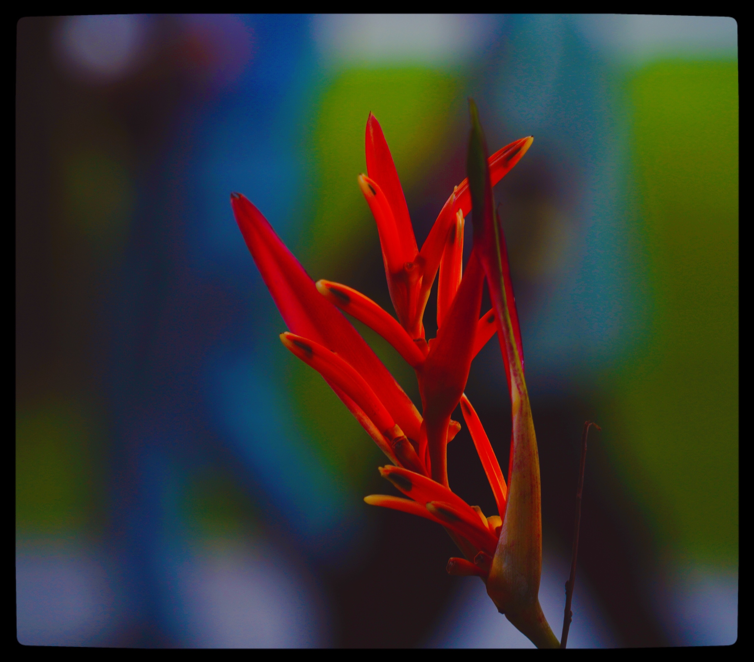 原创首发富贵鸟花