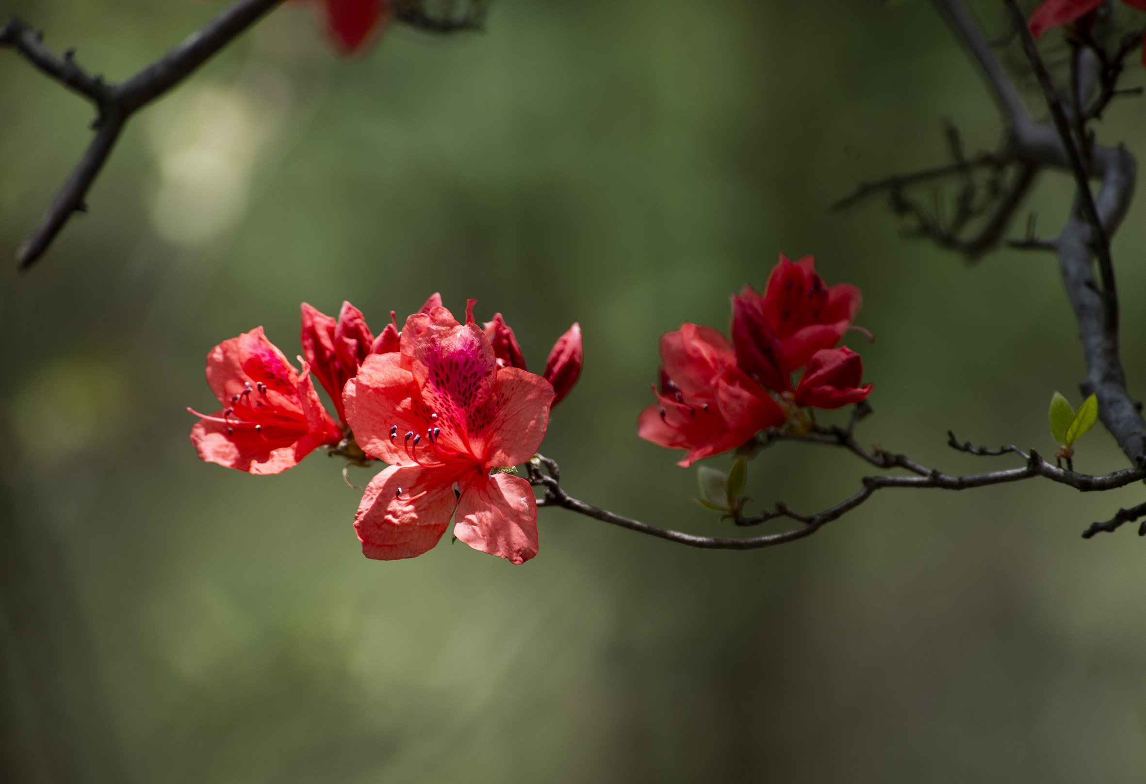 杜鹃花开春满园,人间最美四月天