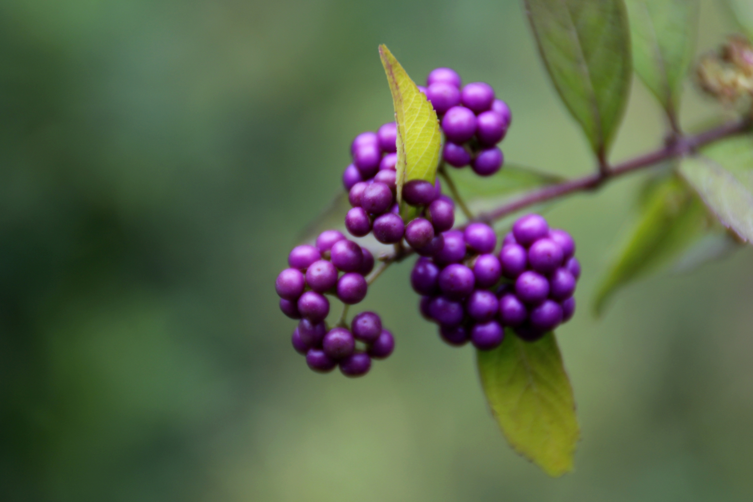 野生紫色的小果子图片