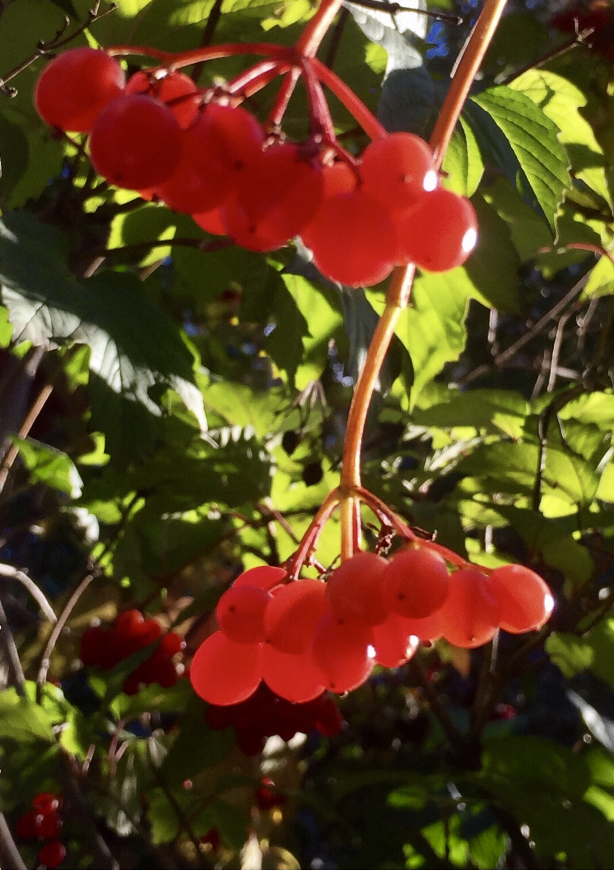 血红的天目琼花果