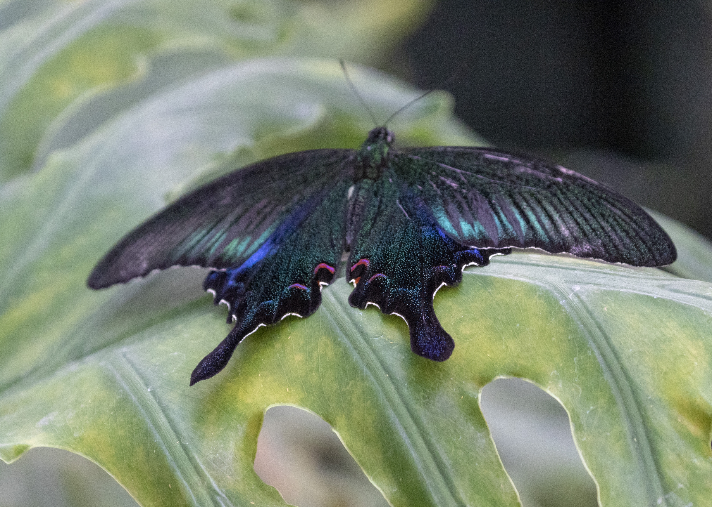 台湾碧凤蝶vv首发