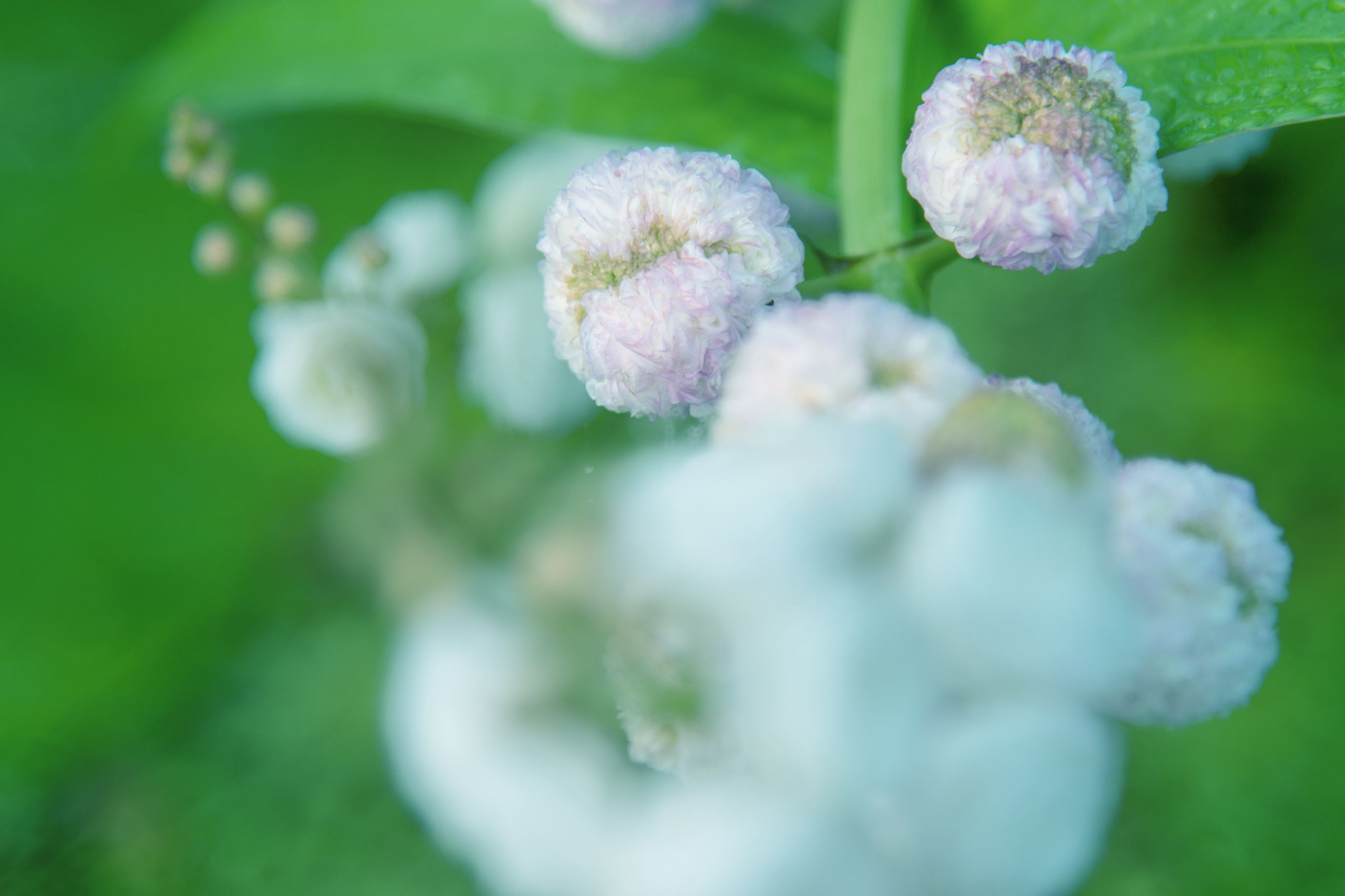 洁白如雪重瓣慈姑花(首发)