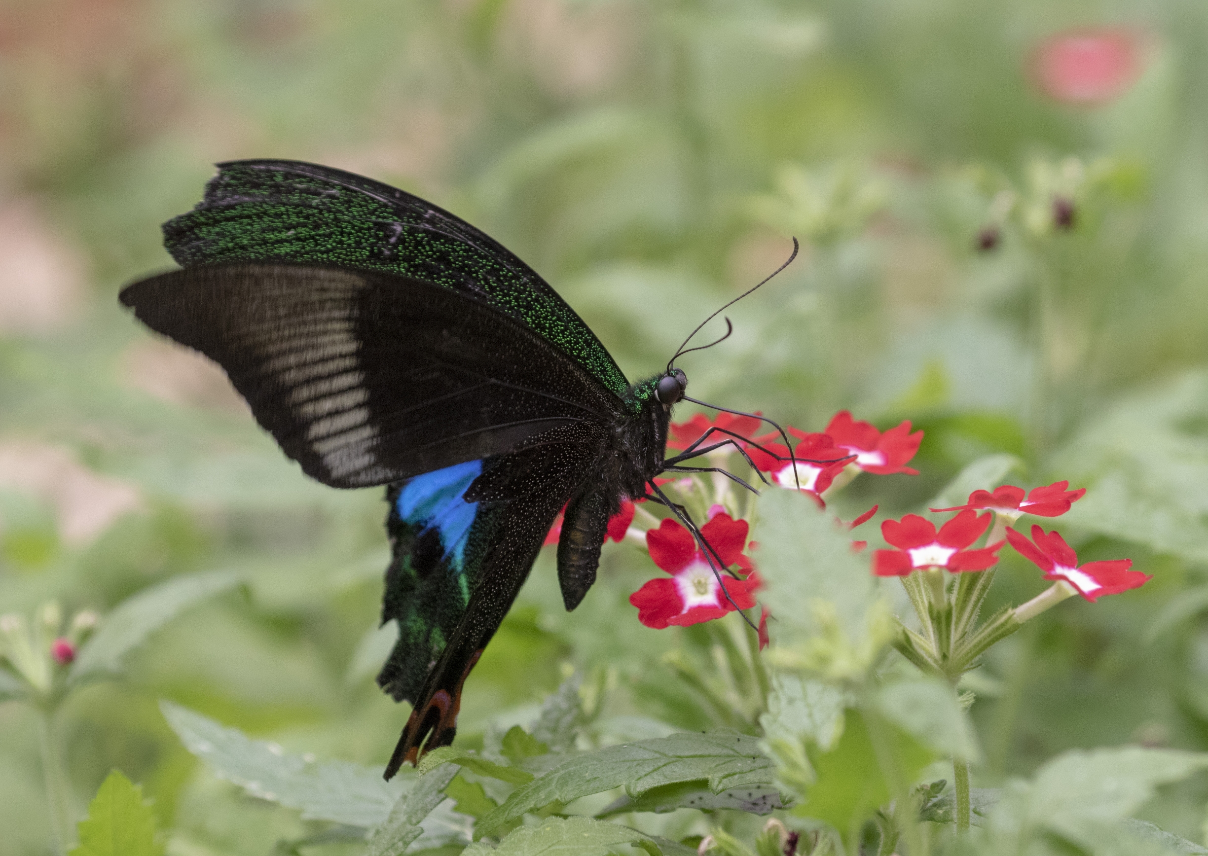 台湾碧凤蝶vv首发