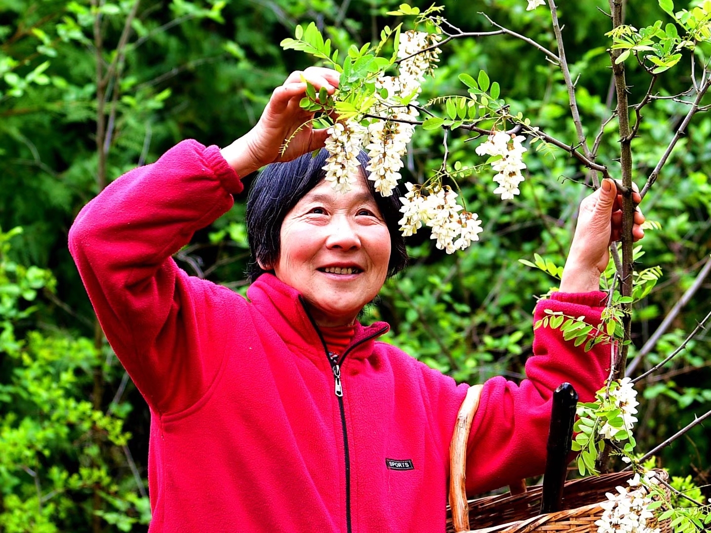 盧氏槐花節即將隆重開幕