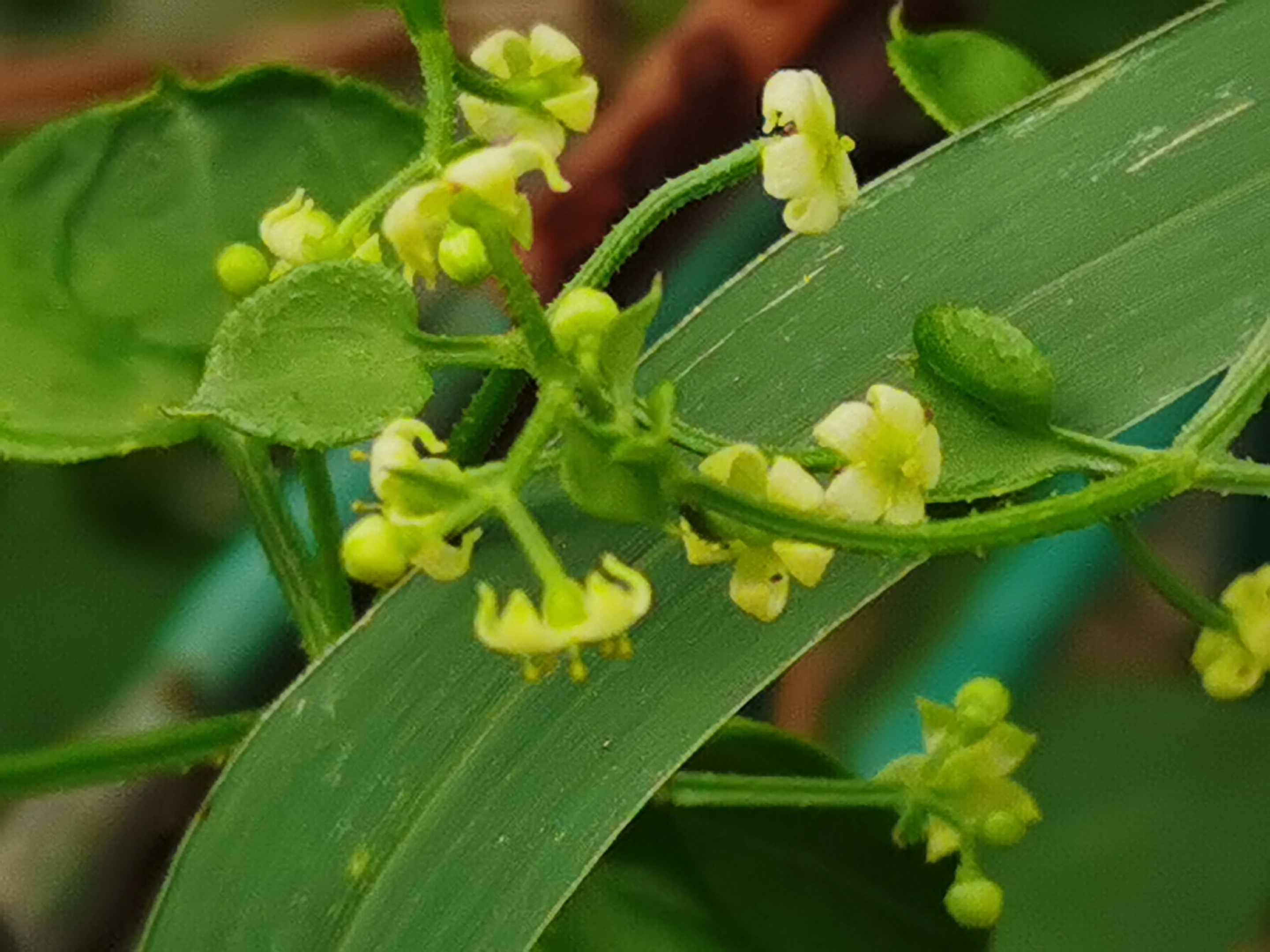 原创首发初遇茜草宁静向暖