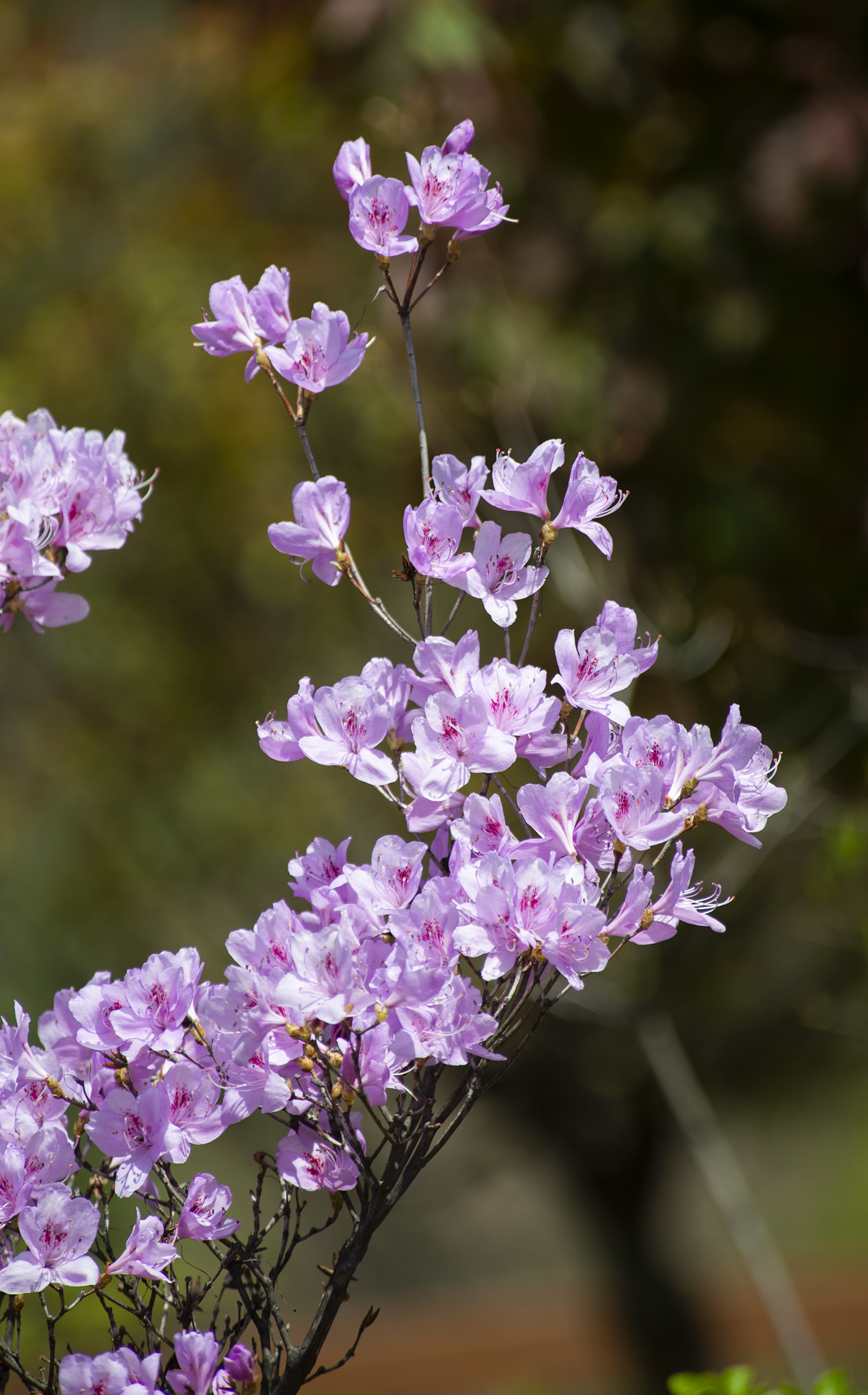 杜鹃花开春满园,人间最美四月天