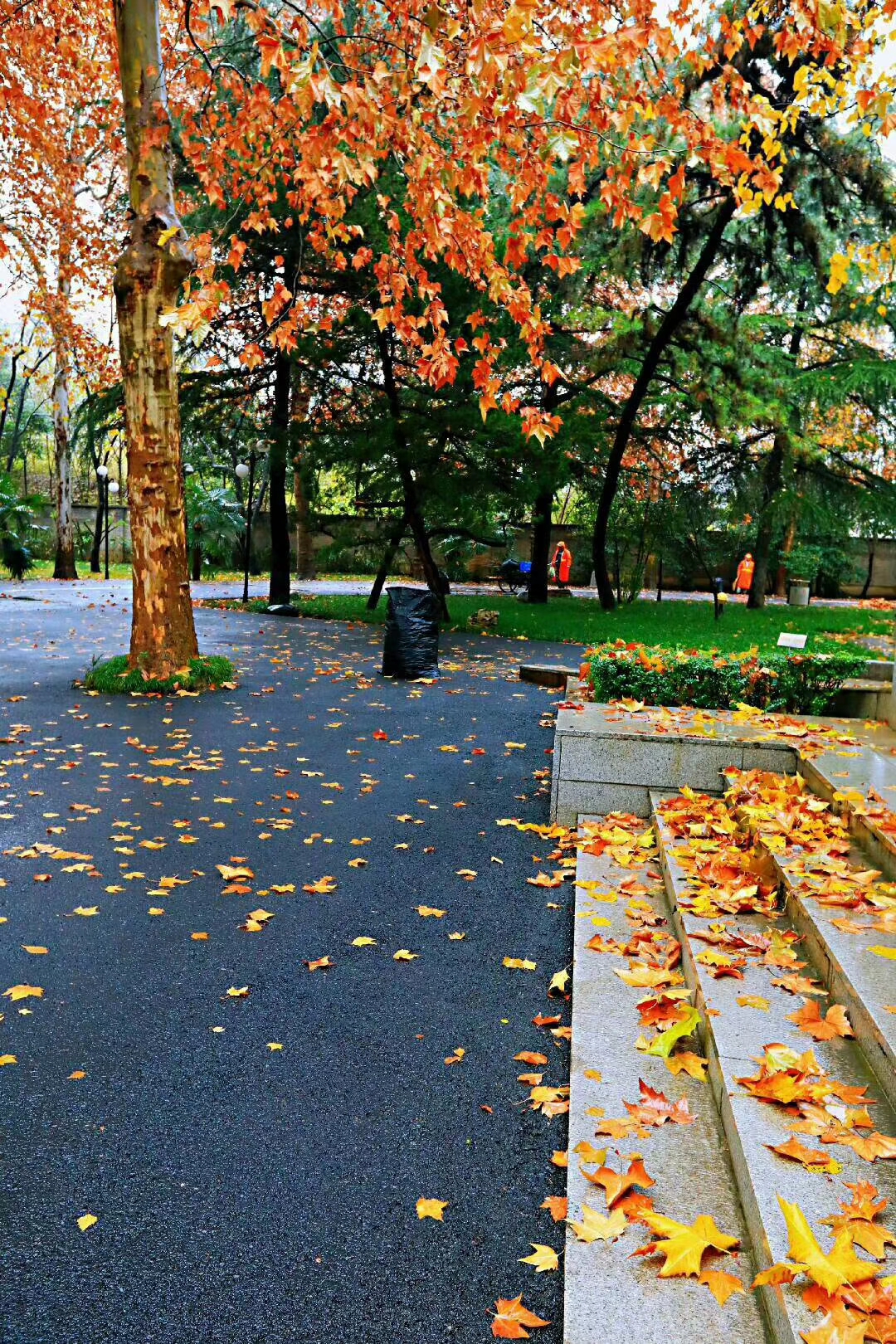 金色梧桐温染了初冬的时光