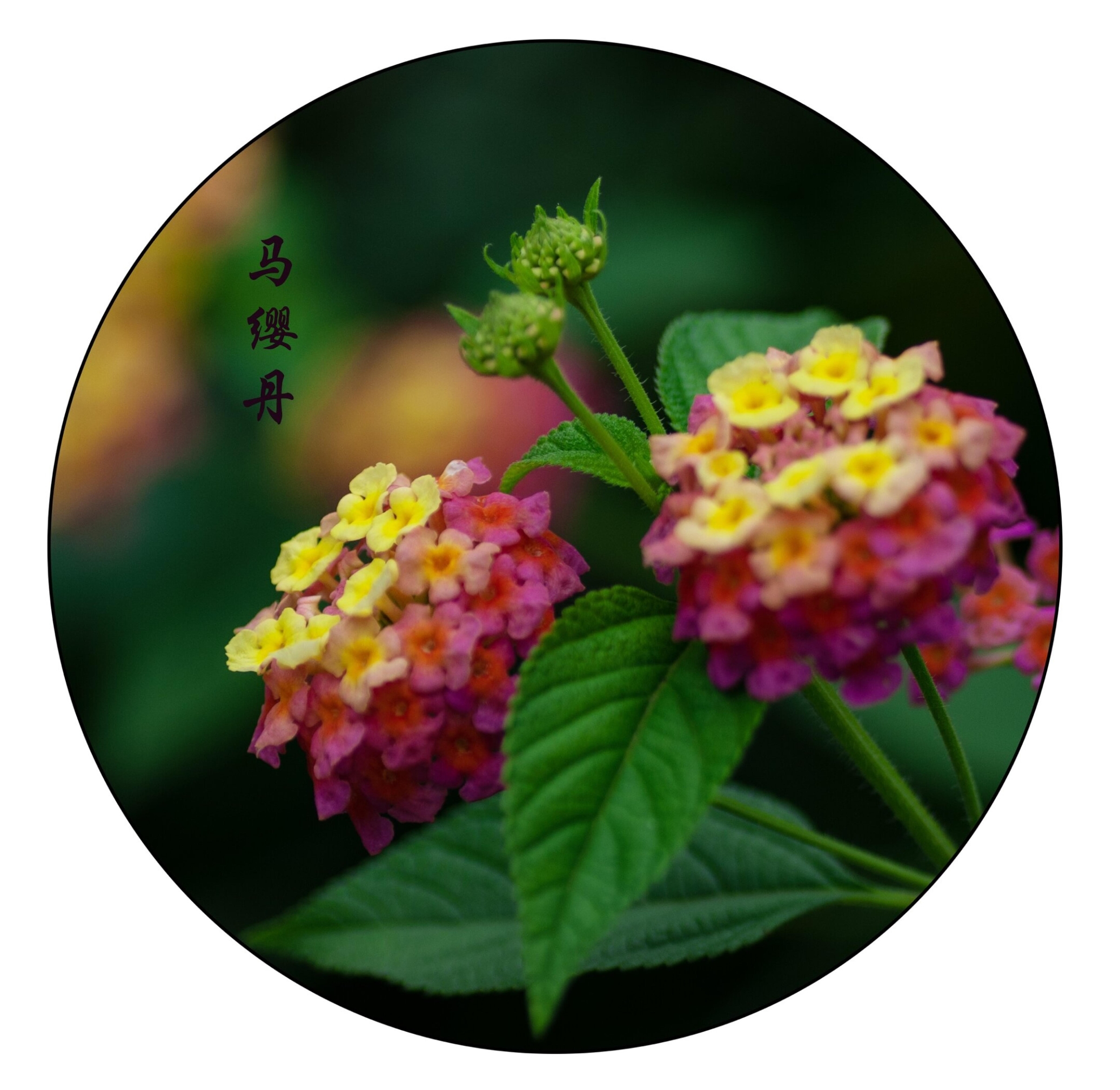 《六》 柳畔小桥桃花红,翠色茵青曼妙同.