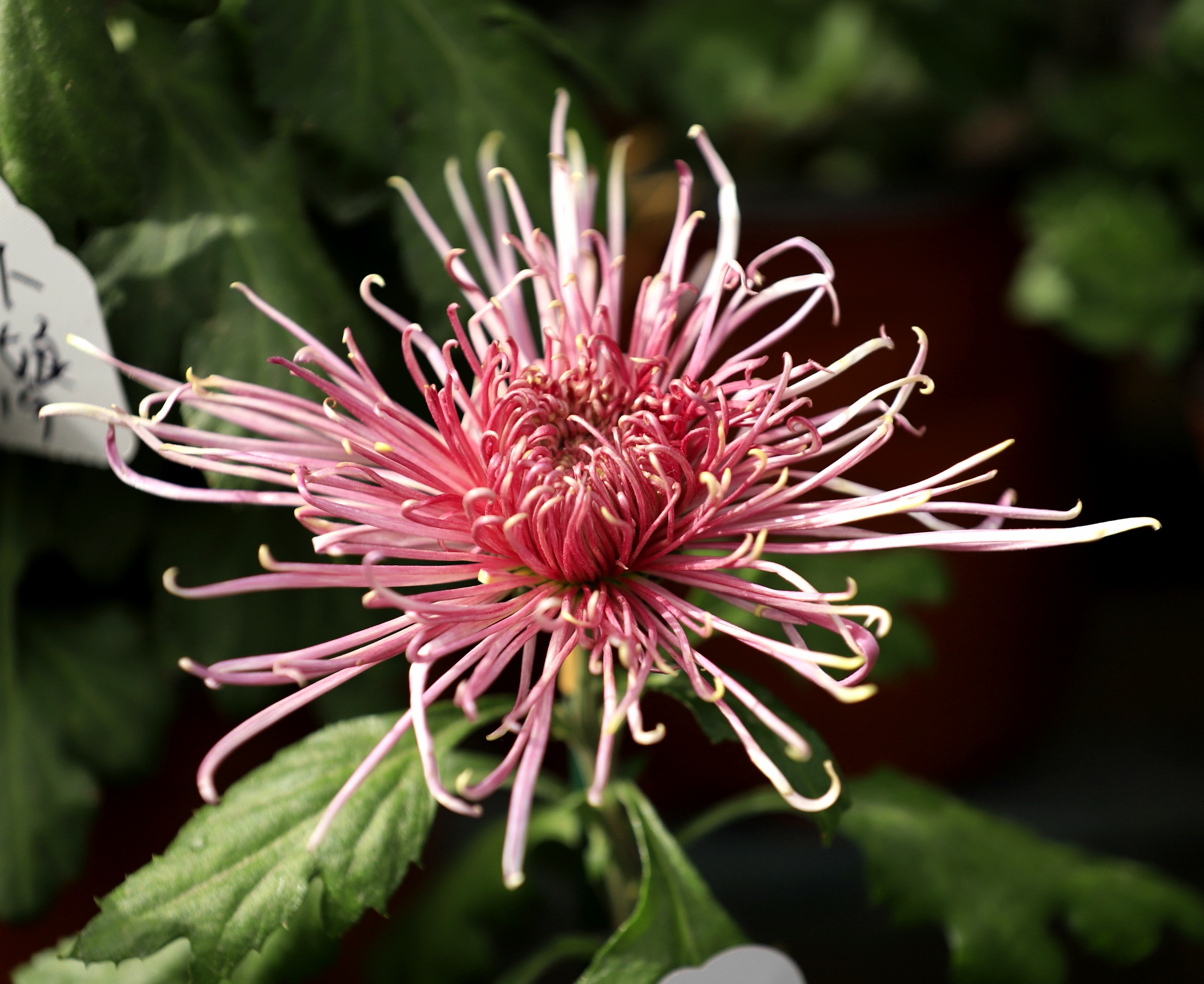 【首发】初冬菊花飘香