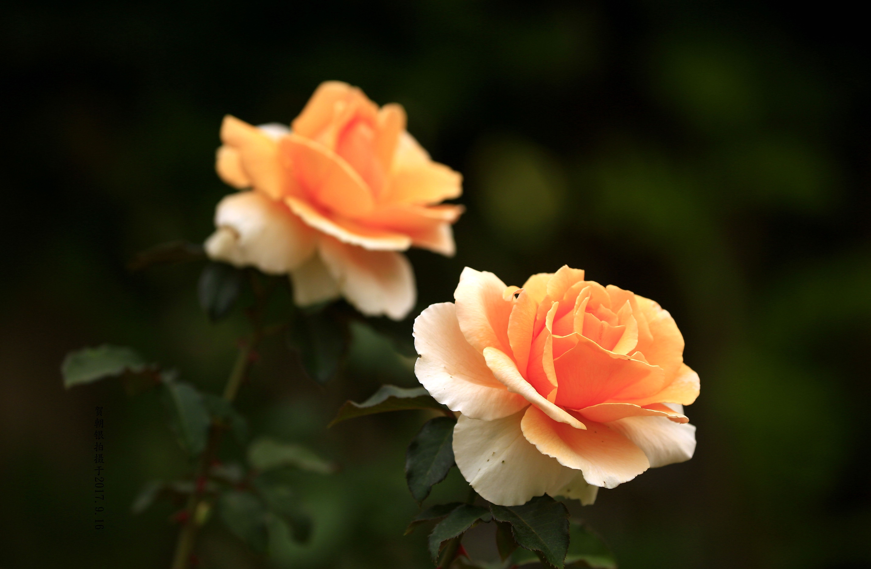 【首发】花卉的彩色世界(36)