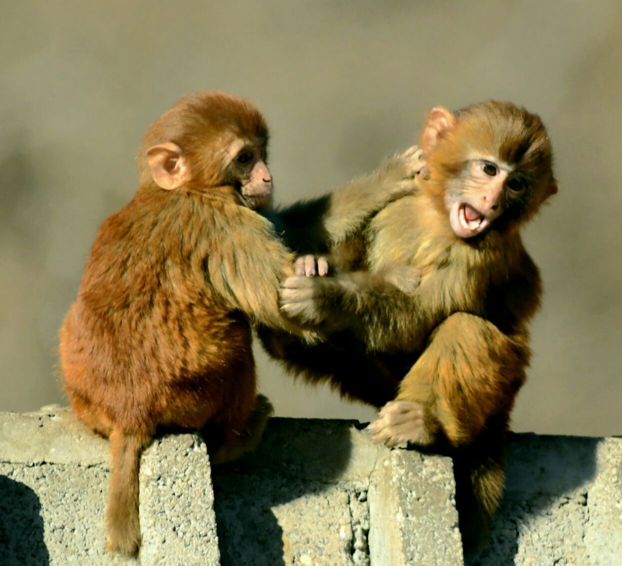 文字记录生活镜头叙说故事一群占山为王的猴子首发