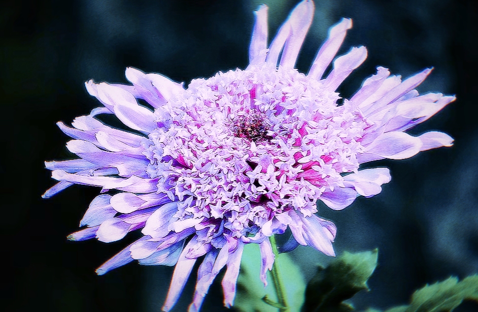 怒放的菊花独自芬芳(vv首发)