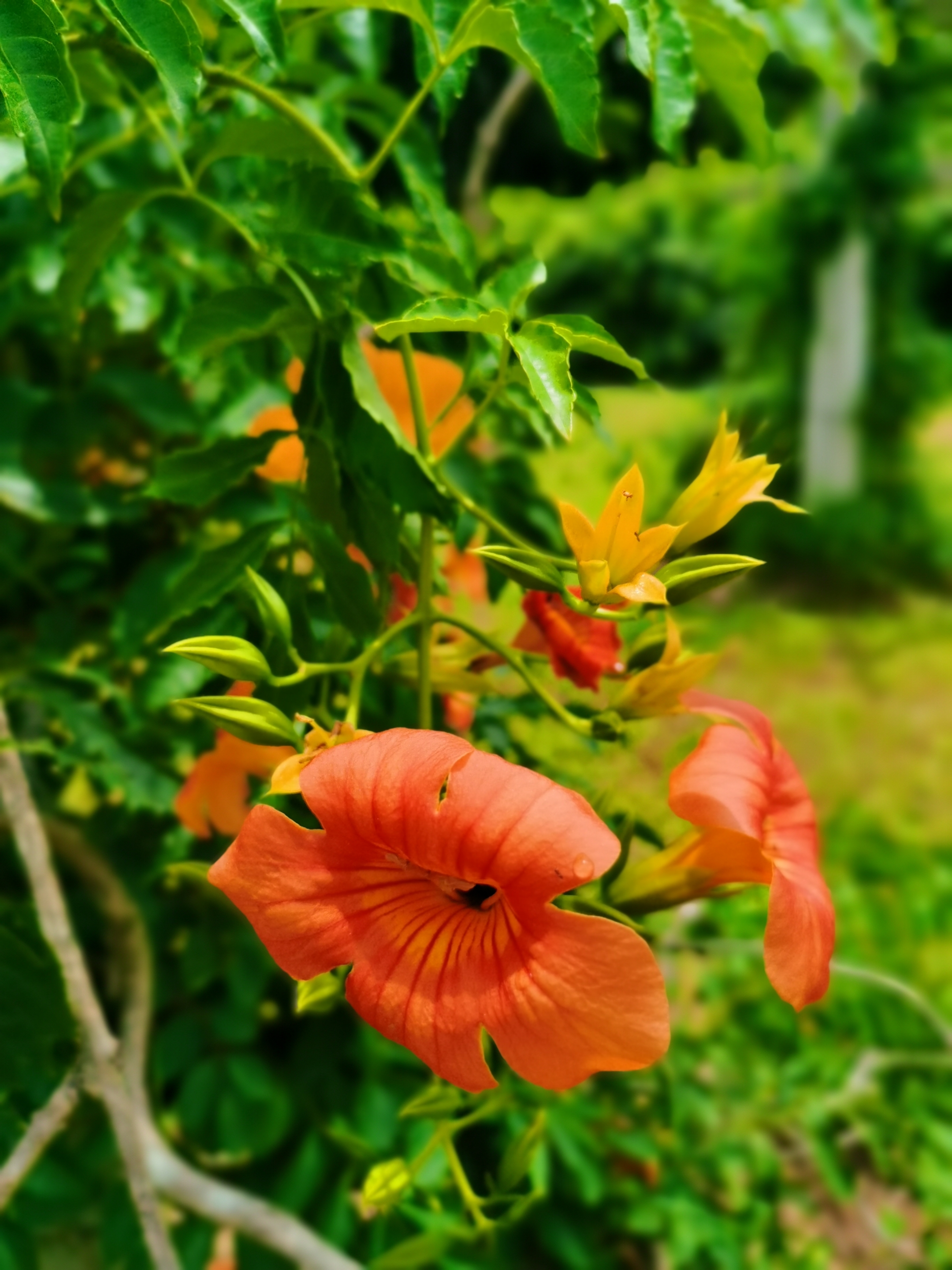 乱飘丹粉染晴霞凌霄花首发副本