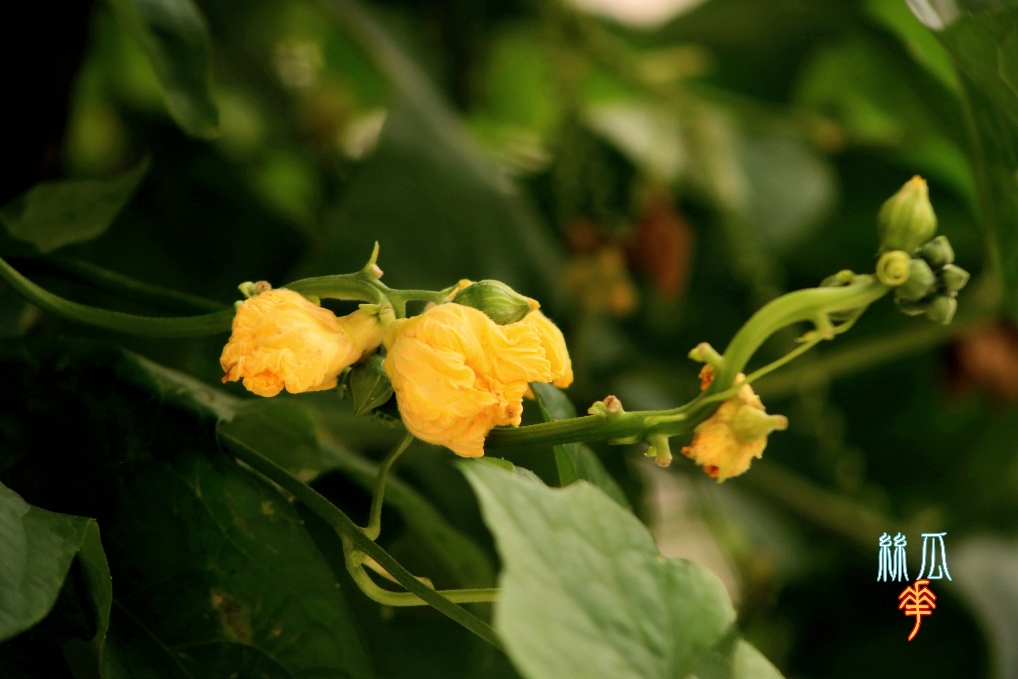 黄橙橙的丝瓜花