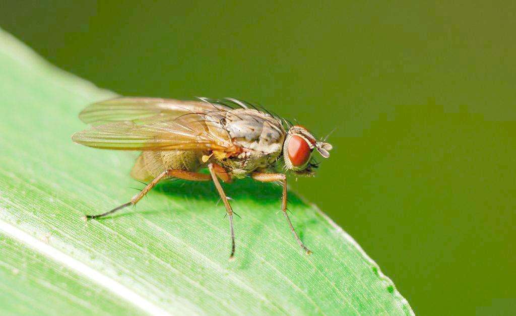 苍蝇