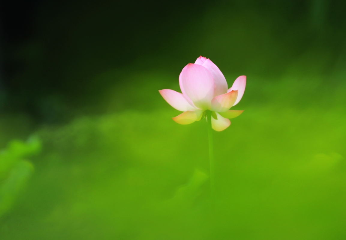 願做菩薩那朵蓮