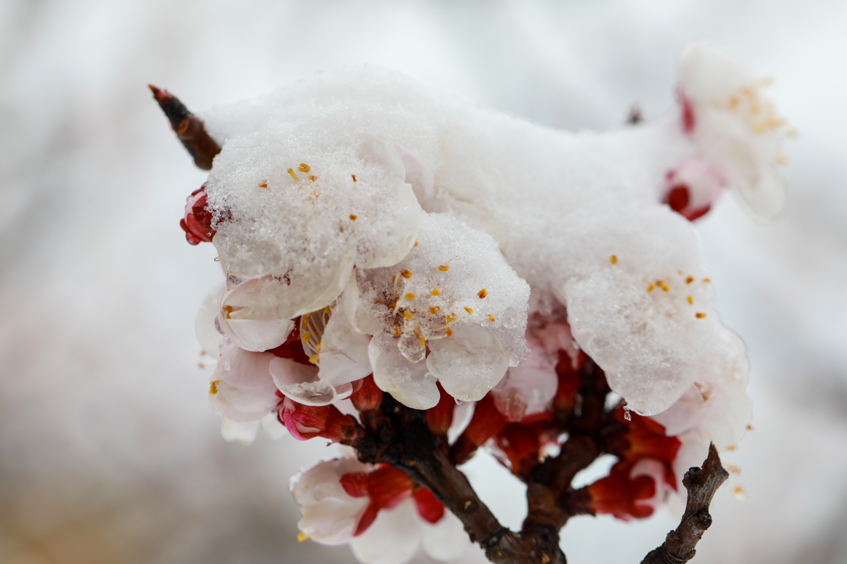 雪润杏花分外娇