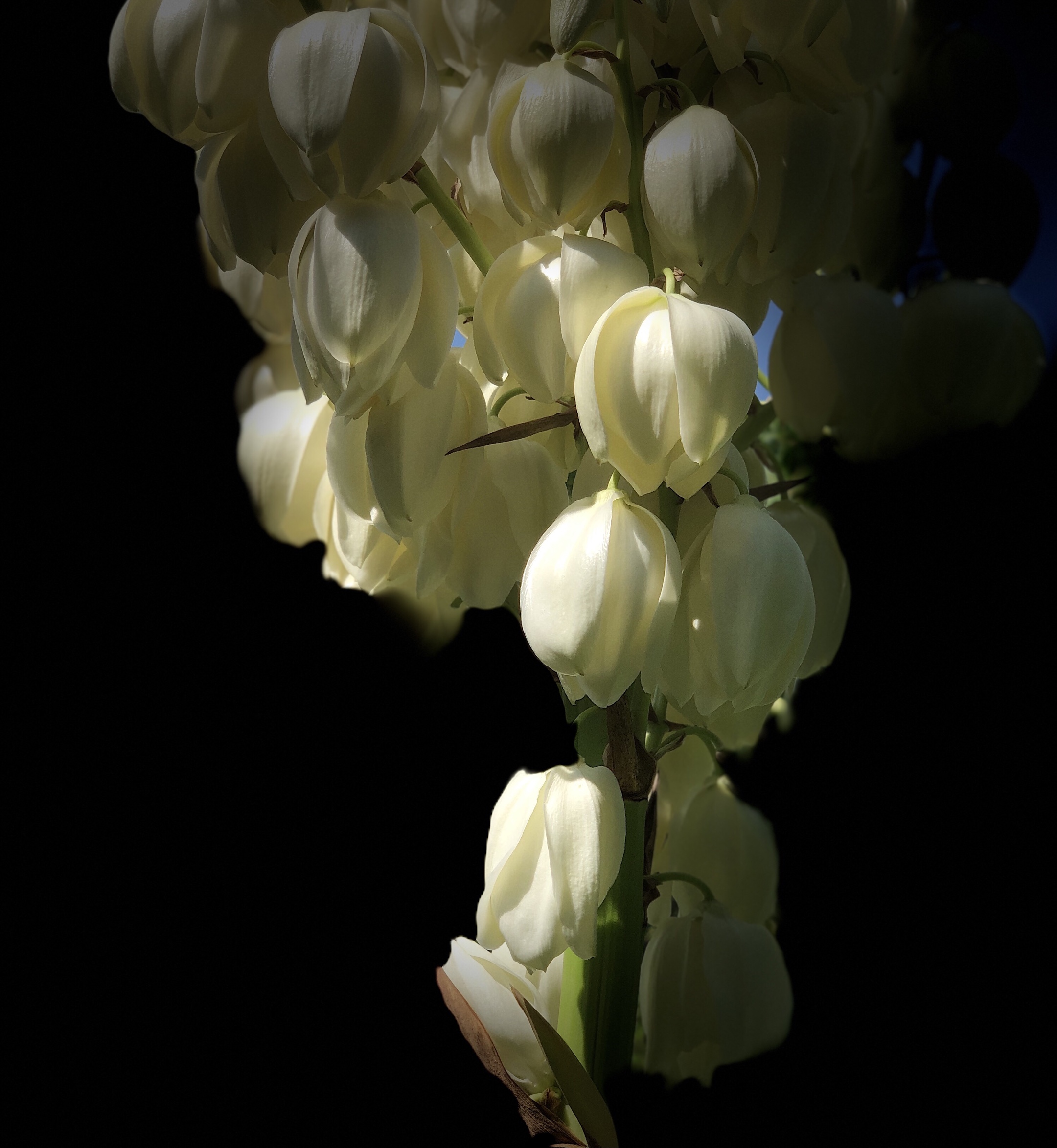 原创首发专情的丝兰花