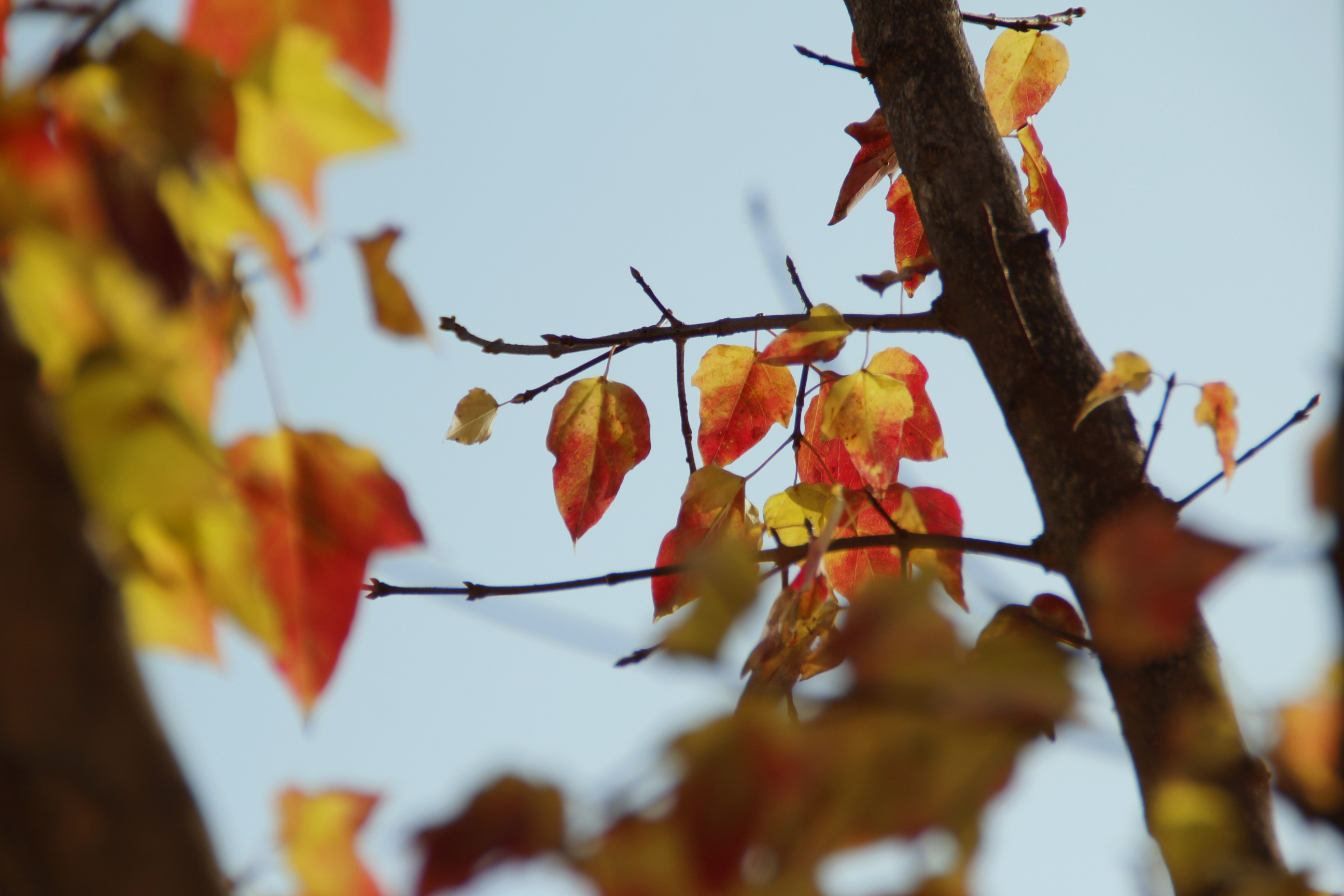 首发再拍三角枫