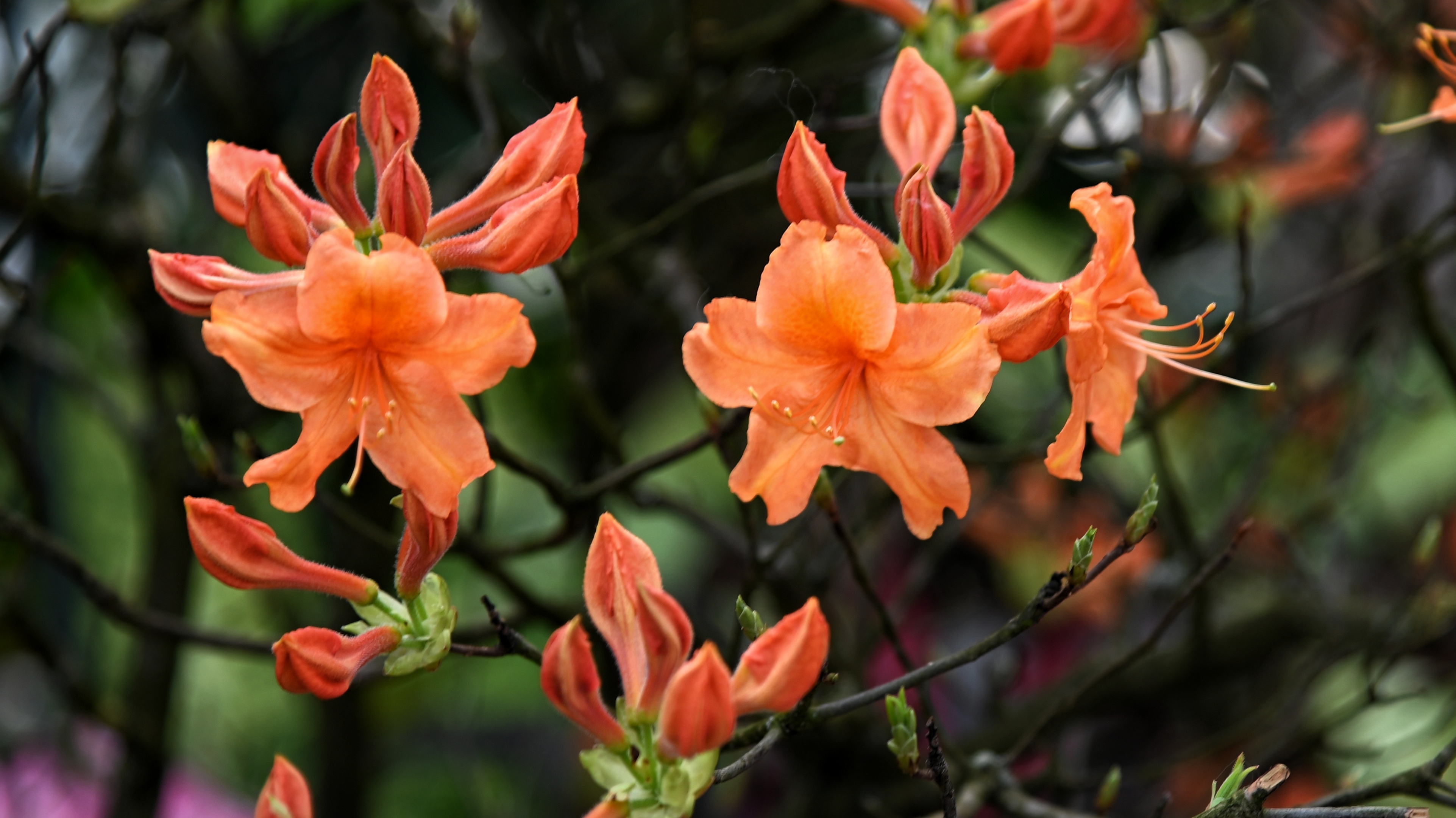 杜鹃花开红艳艳①《首发》