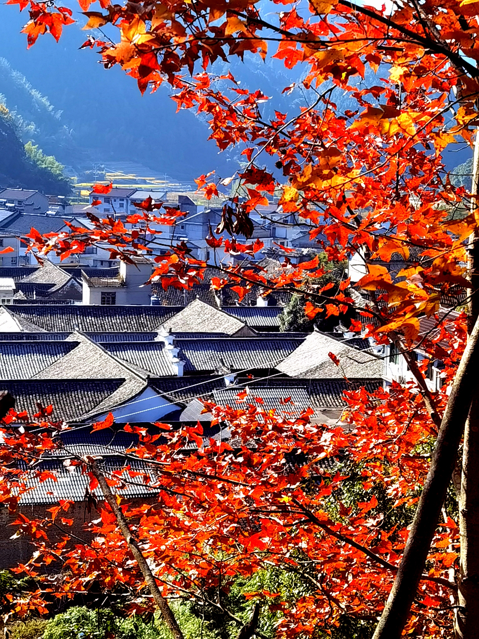 拍自丽水西溪村的红枫