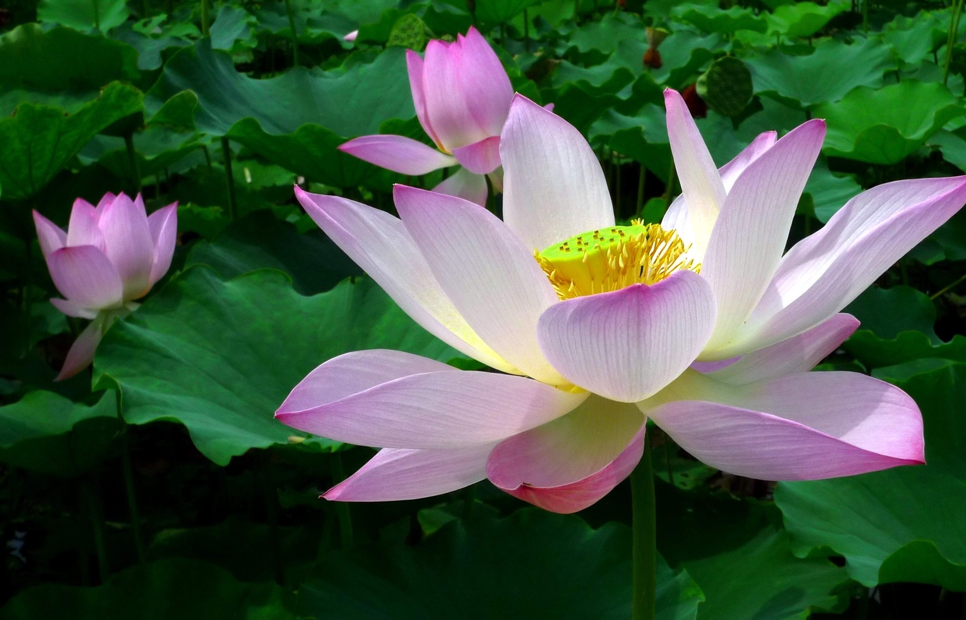 【夏天的花】         夏天有许多好看的,专门长在夏天花,这些花花