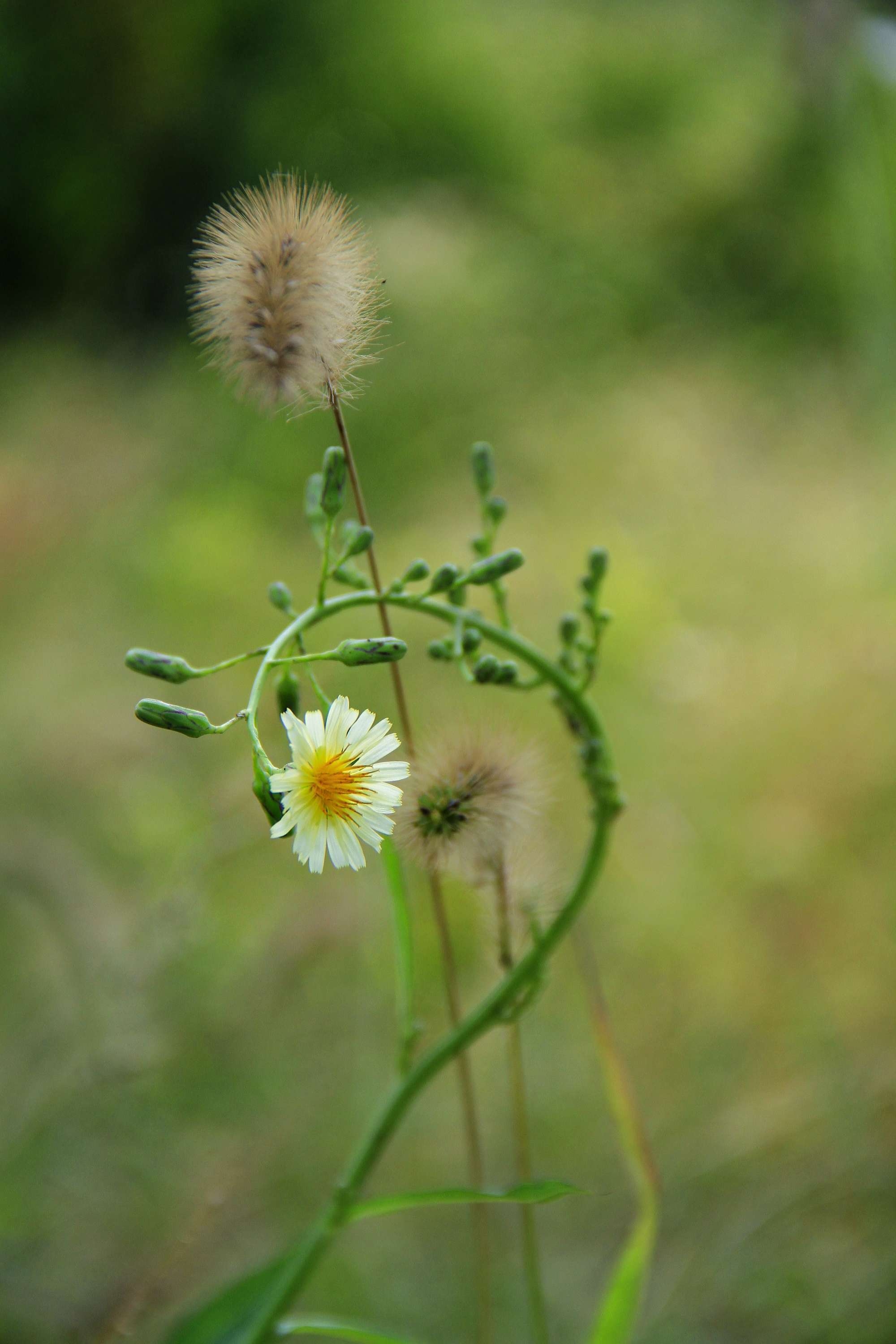 狗尾巴草与小花