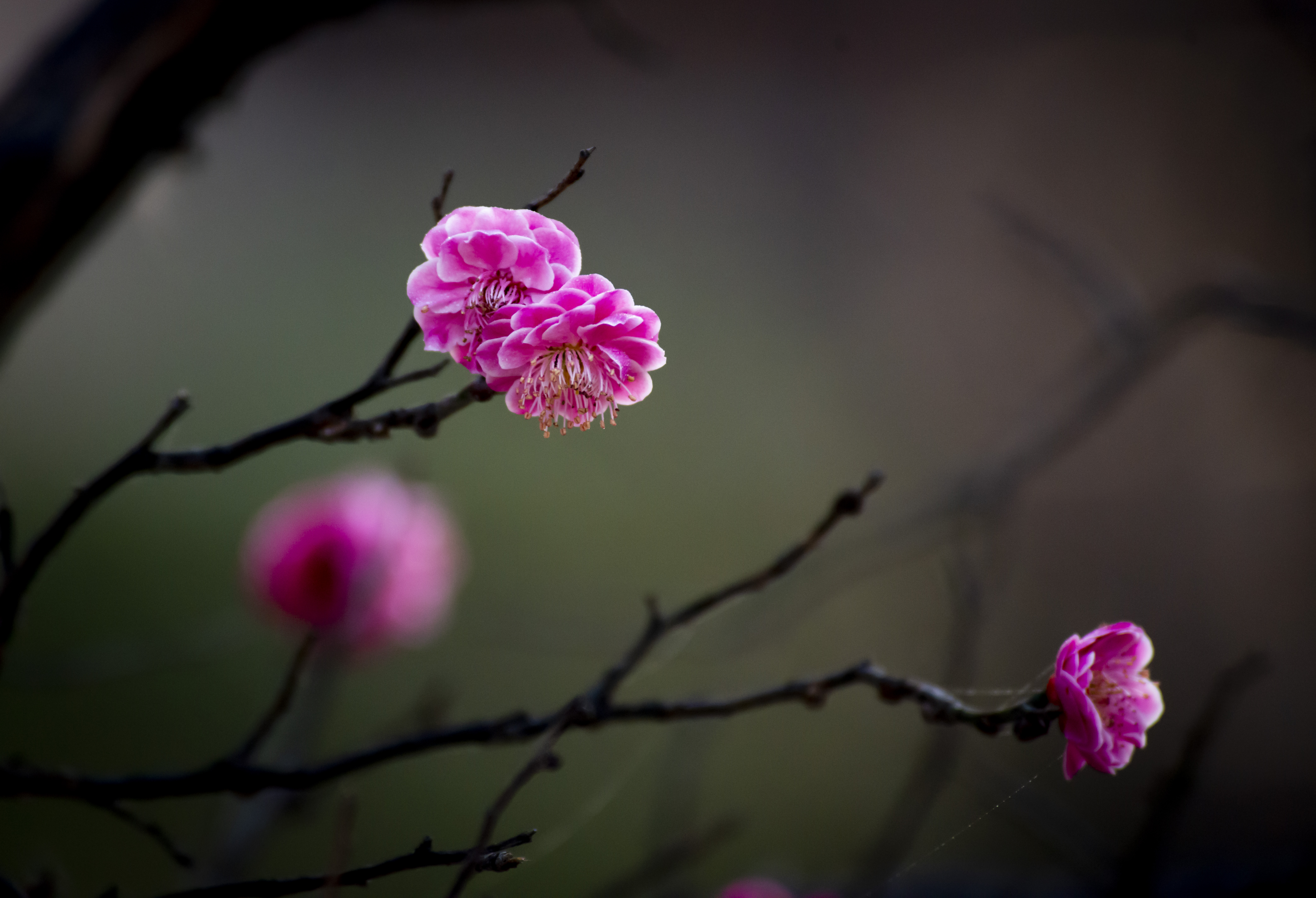 诗情画意红梅花二