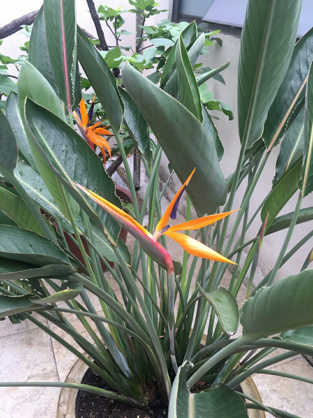 送朋友小吴的鹤望兰花养护的好,又花儿开了.祝贺今年又成功了!