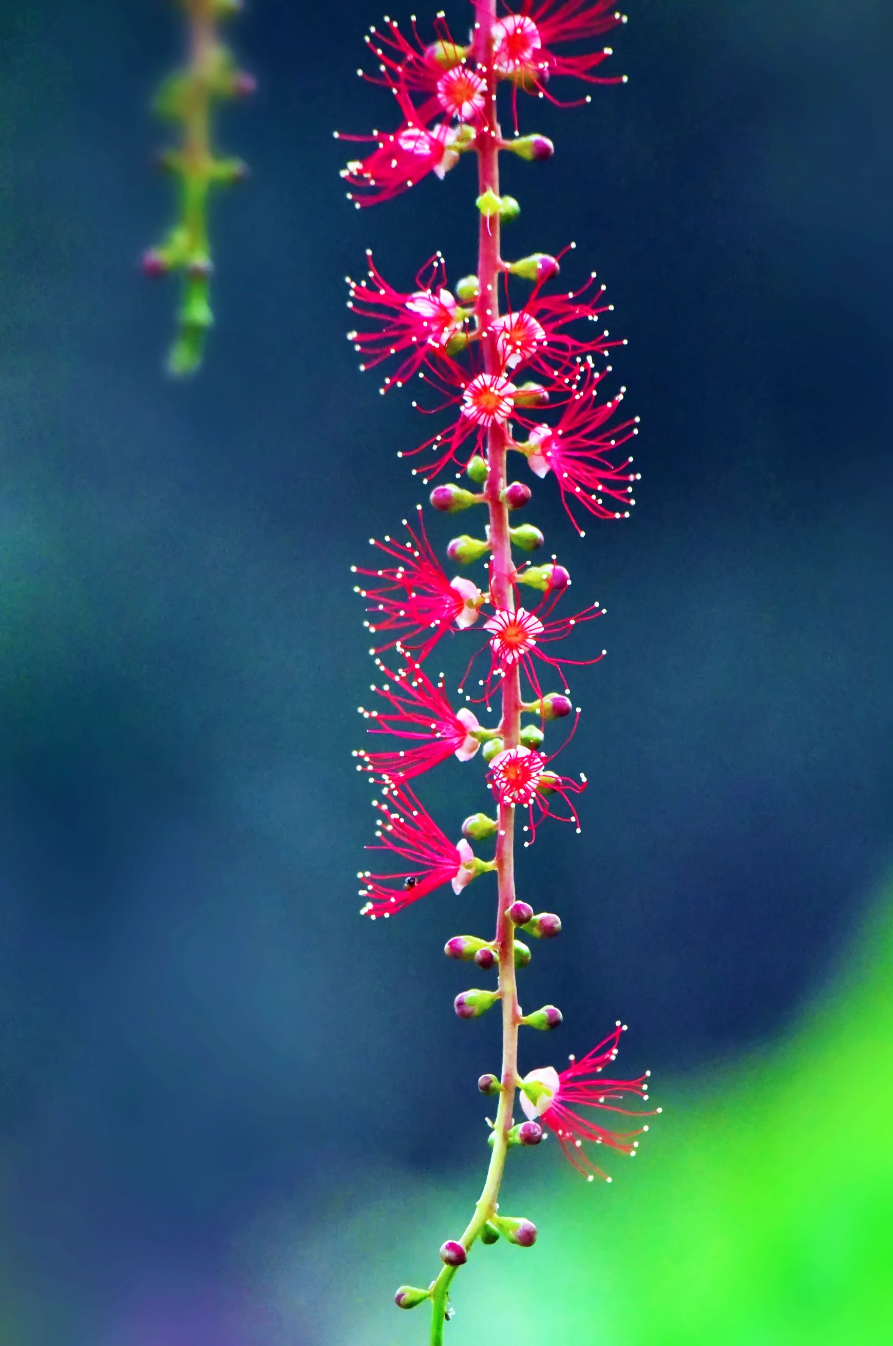 紅花玉蕊首發