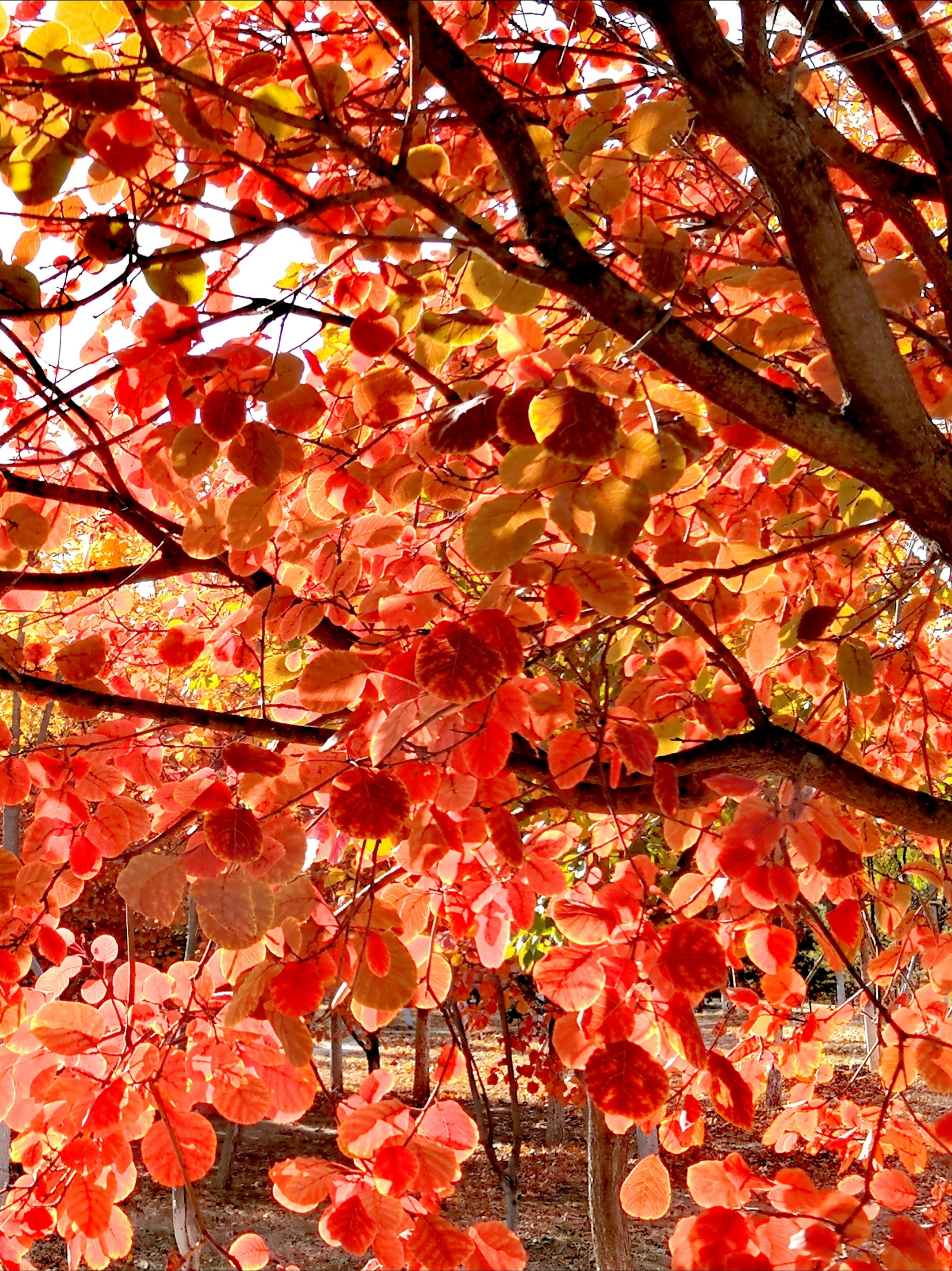 黄栌秋色叶红似火首发