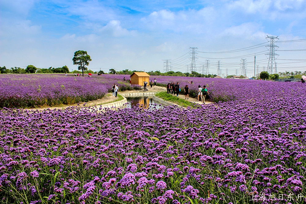 上海寻梦园香草农场,赏花骑马,享受惬意田园生活的地方
