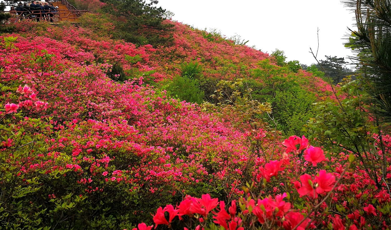 岭上开遍映山红