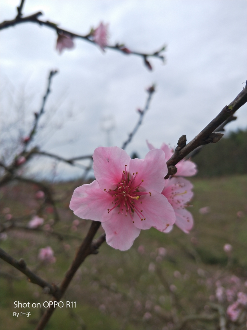 你像三月桃花開